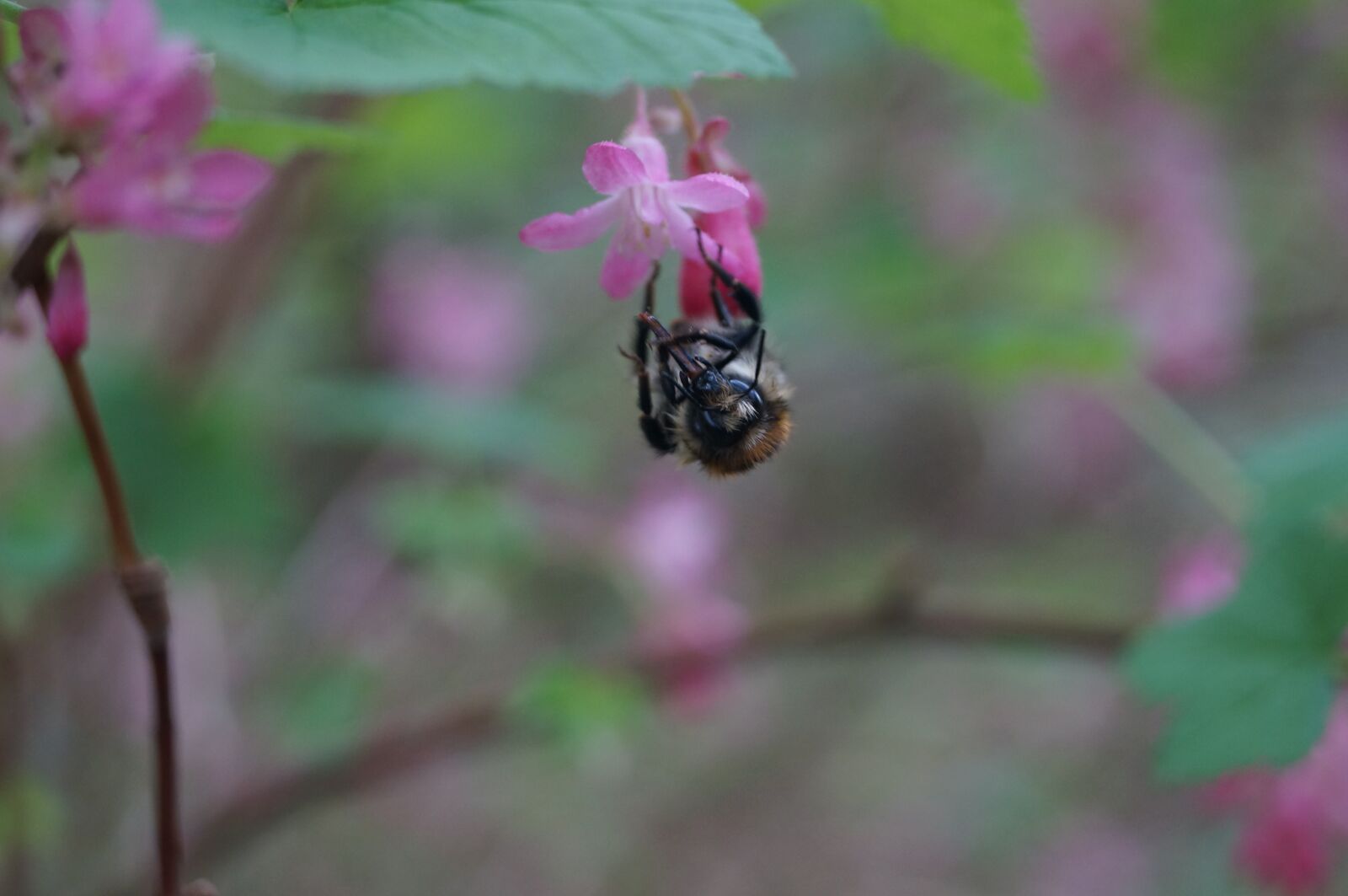 Sony SLT-A57 sample photo. Bee, flower, insect photography