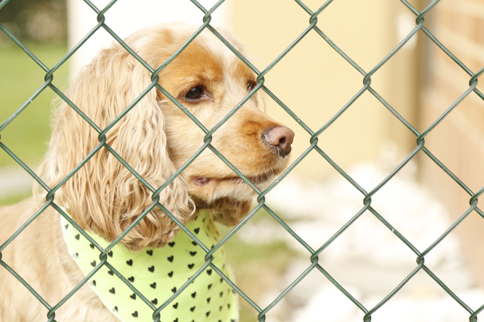 Canon EOS 7D Mark II sample photo. Dog, dog behind bars photography