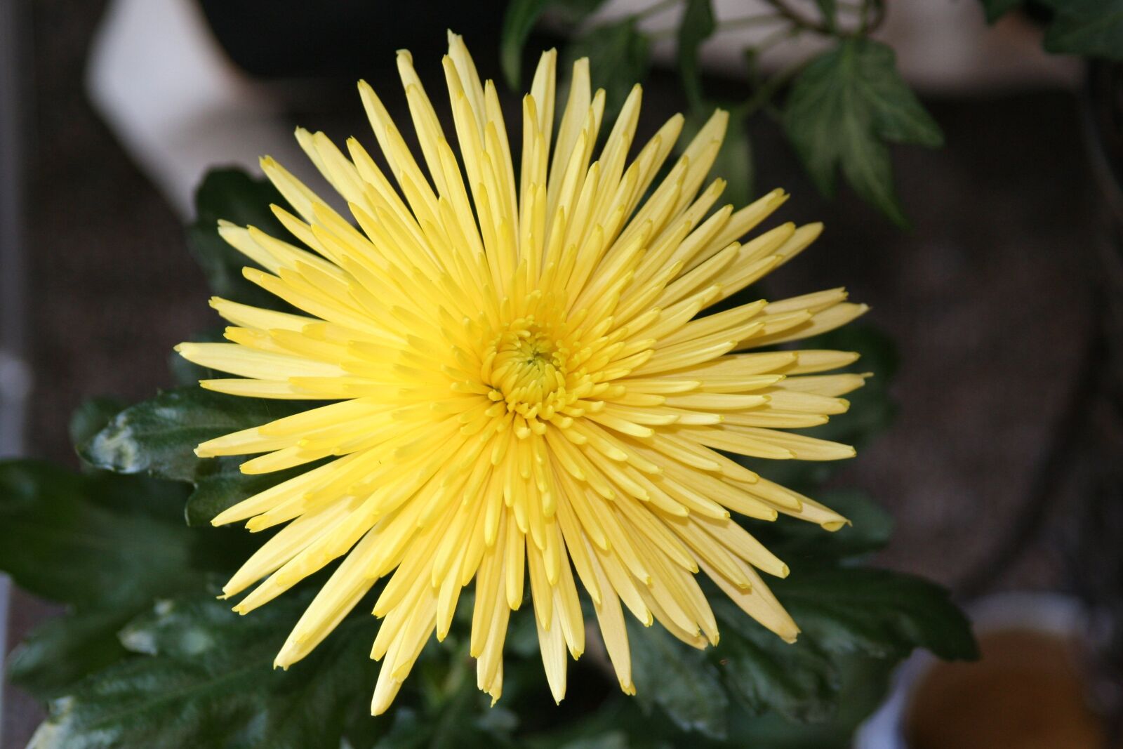 Canon EOS 350D (EOS Digital Rebel XT / EOS Kiss Digital N) sample photo. Flower, nature, close up photography