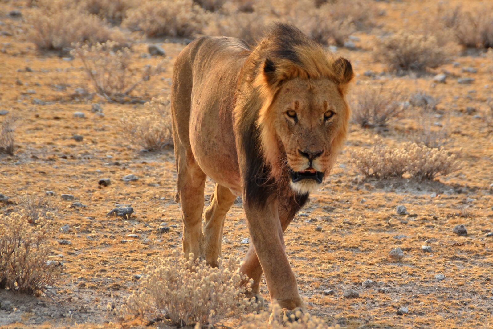 Nikon D5100 sample photo. Namibia, africa, lion photography