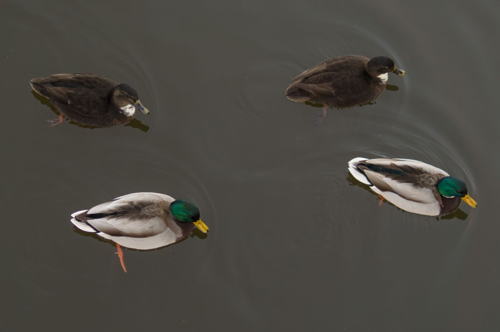 Sony SLT-A58 + Sony DT 35mm F1.8 SAM sample photo. Ducks, pond, male photography