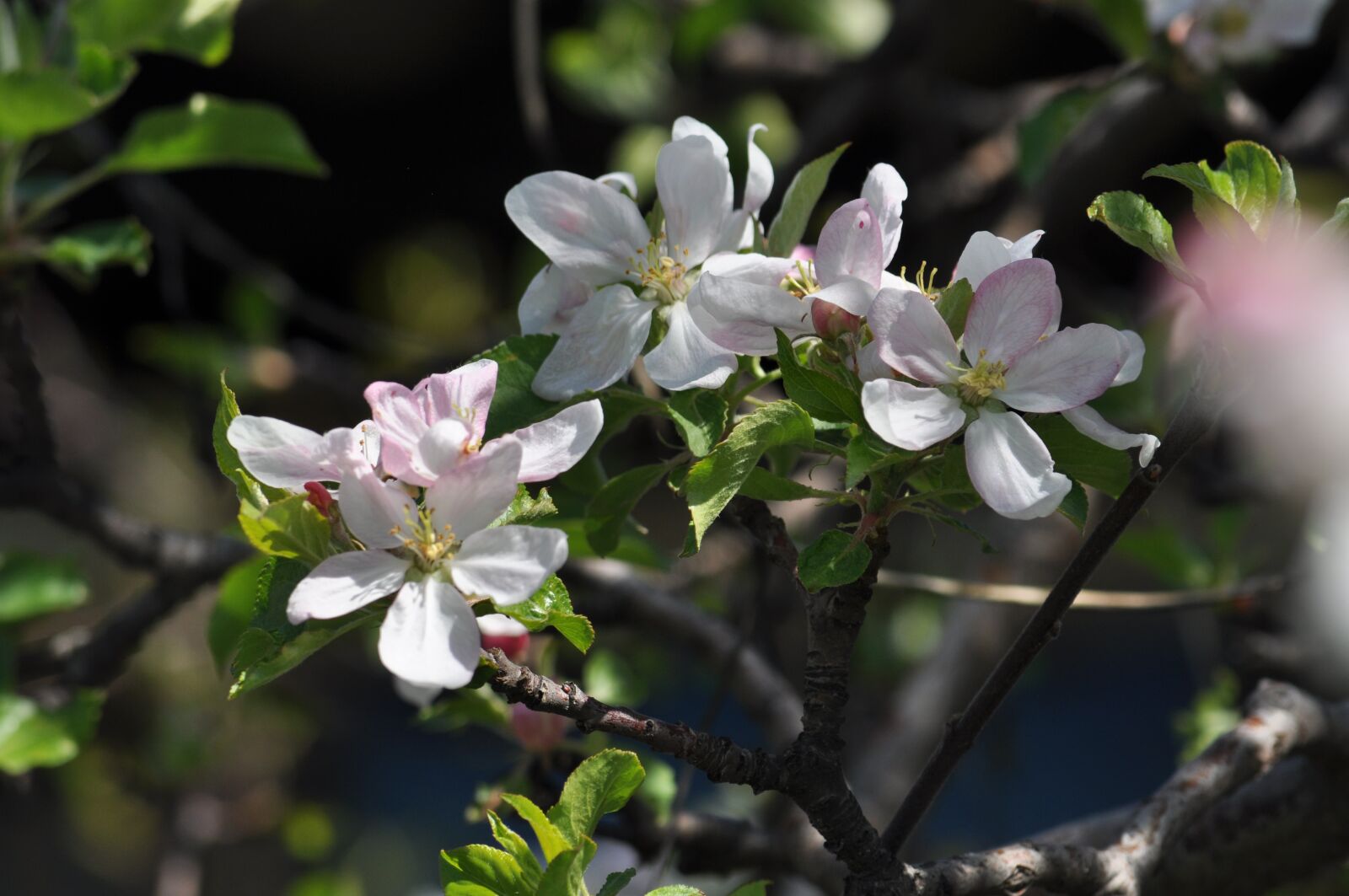 Nikon D5000 sample photo. Bloom, apple tree, spring photography