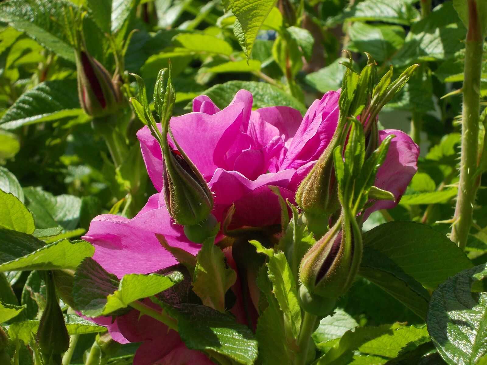 Nikon COOLPIX L25 sample photo. Rosa rugosa, rose, potato photography