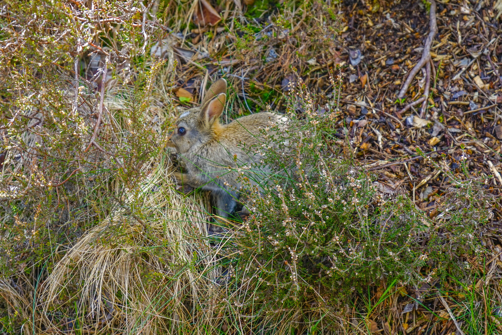 Sony a7 sample photo. Animal, bunny, camouflage, hiding photography
