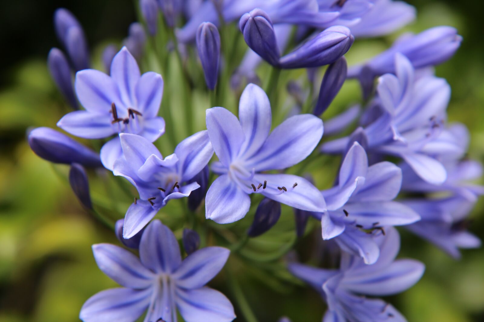 Canon EOS 600D (Rebel EOS T3i / EOS Kiss X5) sample photo. Agapanthus, african lily blue photography
