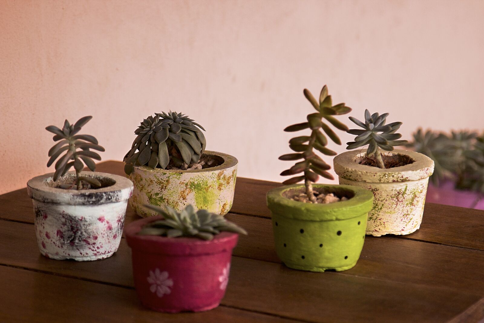 Canon EOS 600D (Rebel EOS T3i / EOS Kiss X5) sample photo. Cactus, garden, flower, garden photography