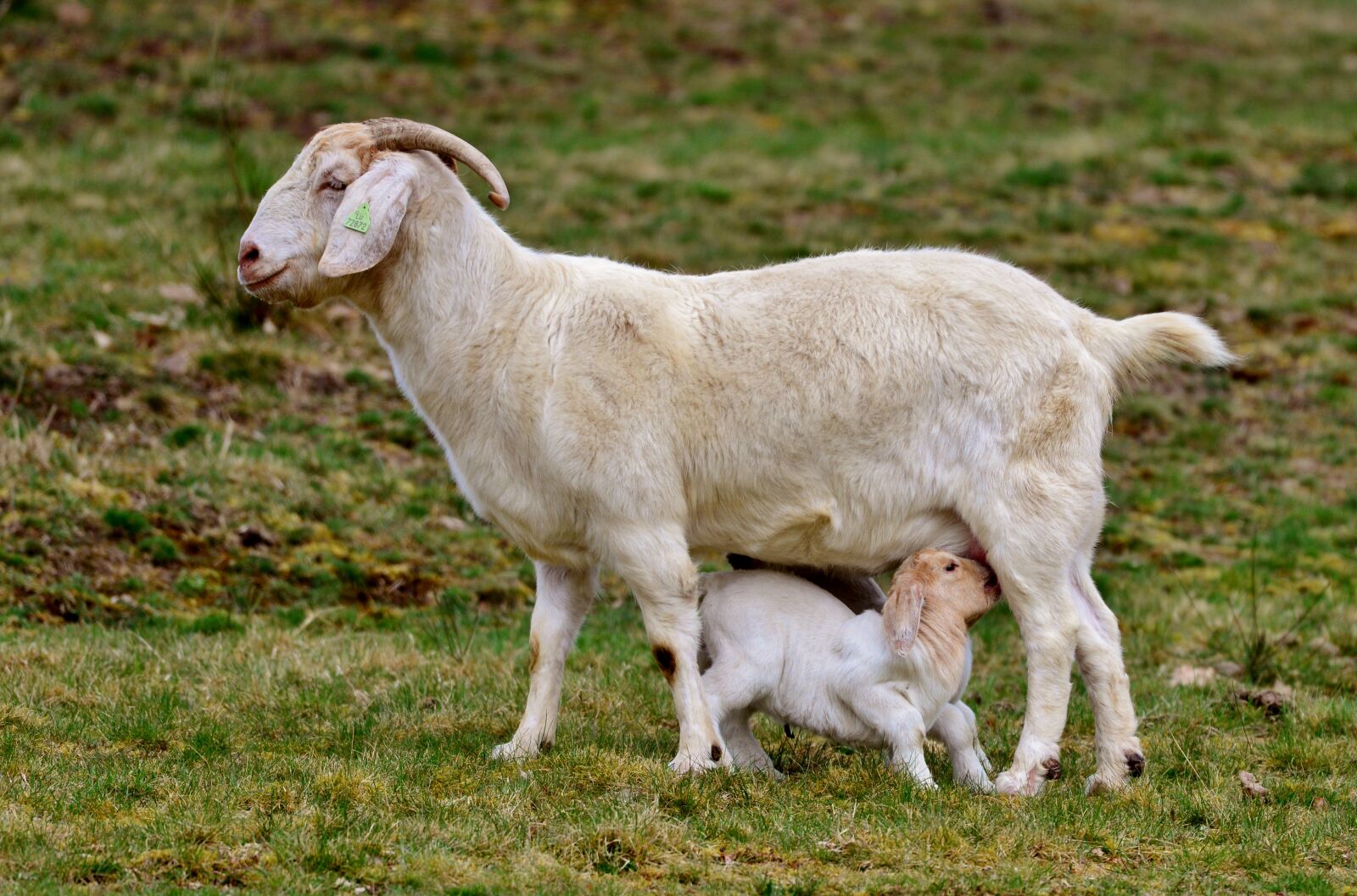 Nikon D600 sample photo. Goat, kid, mammal photography