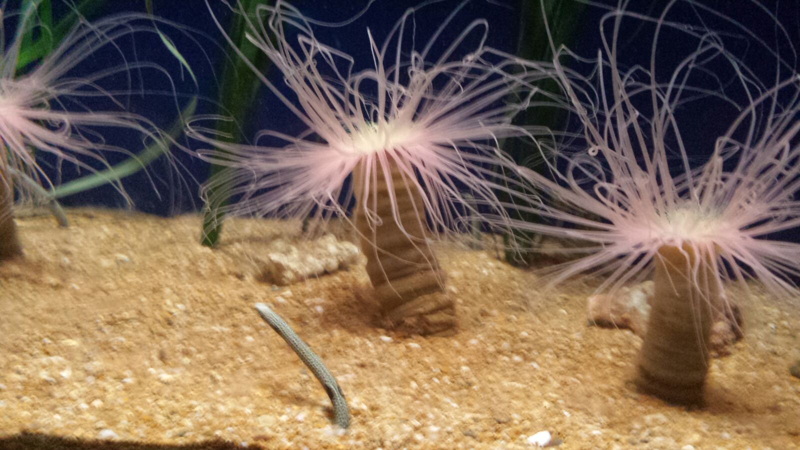 Samsung Galaxy S4 sample photo. Aquarium, algae, ocean photography
