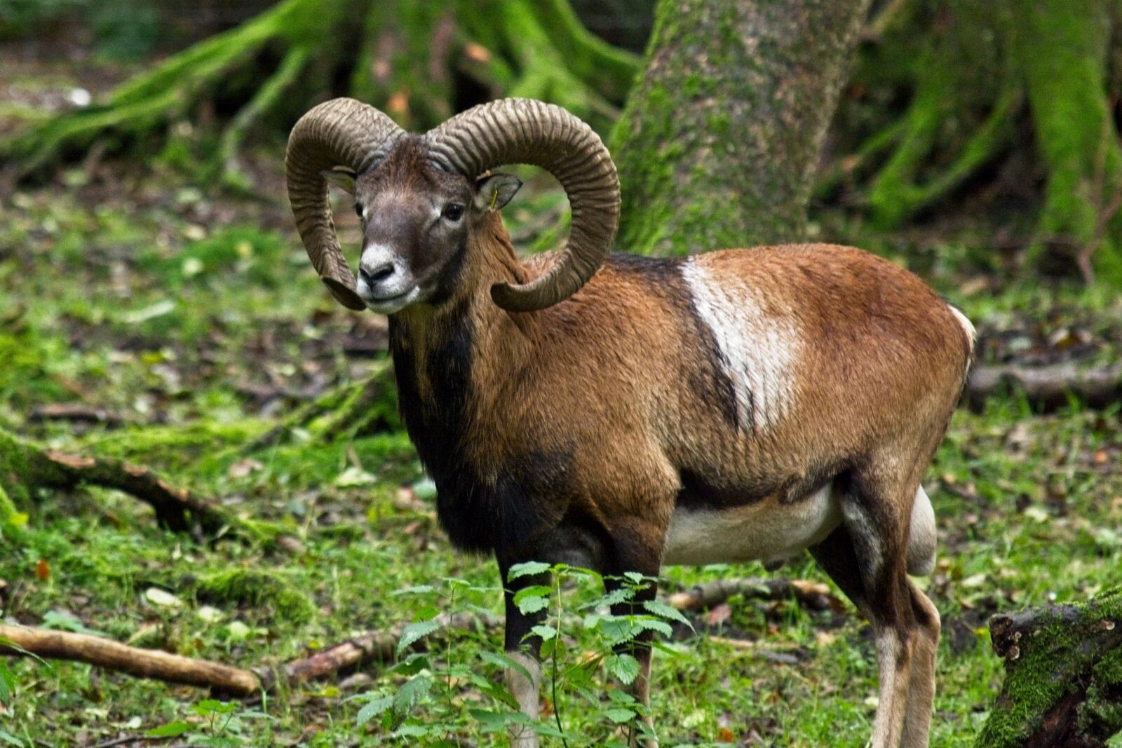 Nikon D7100 sample photo. Mouflon, wild sheep, nature photography