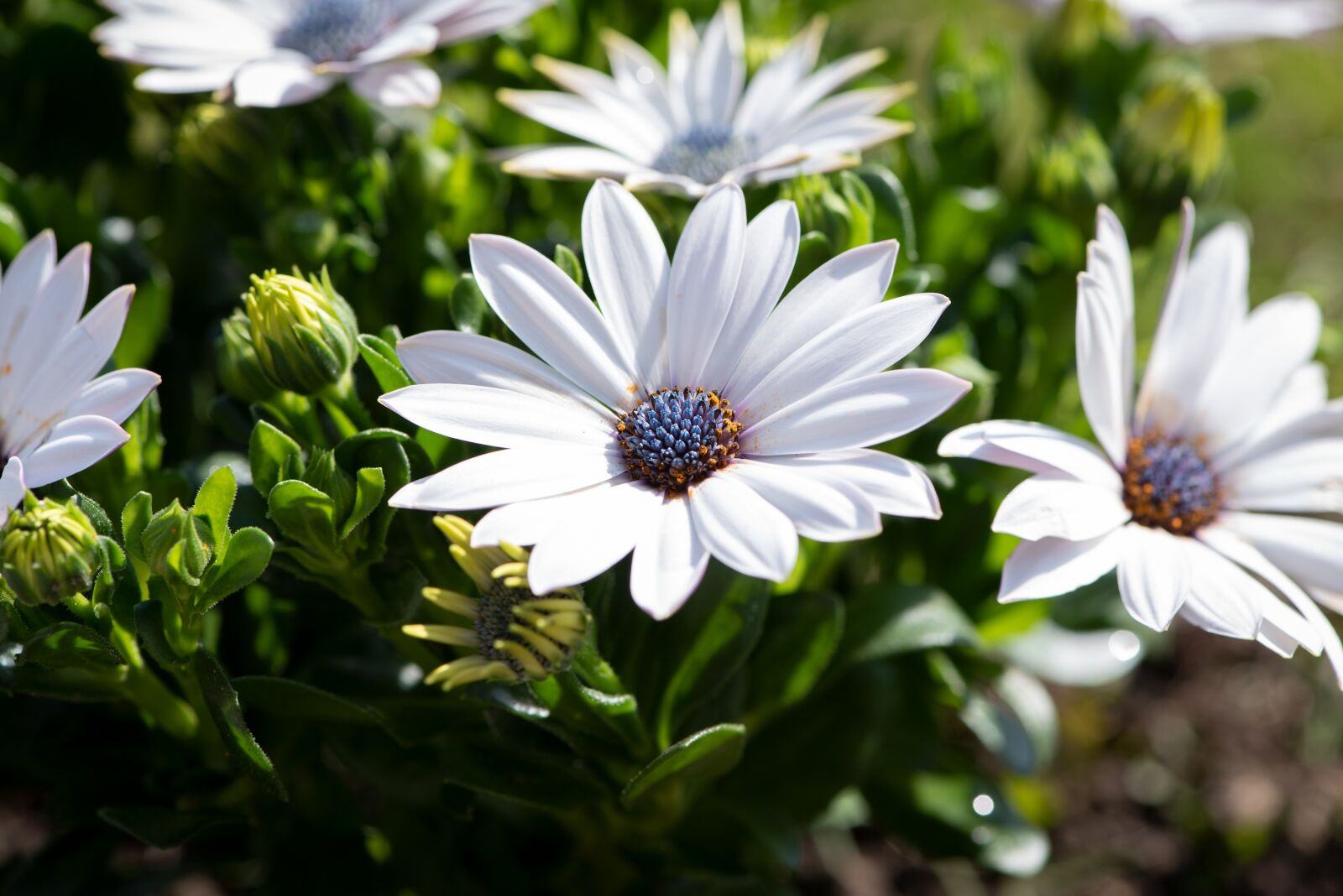 Nikon D750 sample photo. Cape daisies, flowers, plant photography