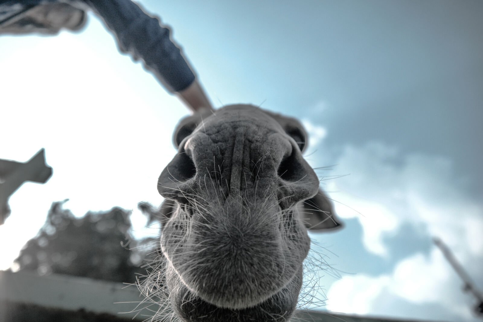 Samsung NX1 sample photo. Animal, close, up, donkey photography