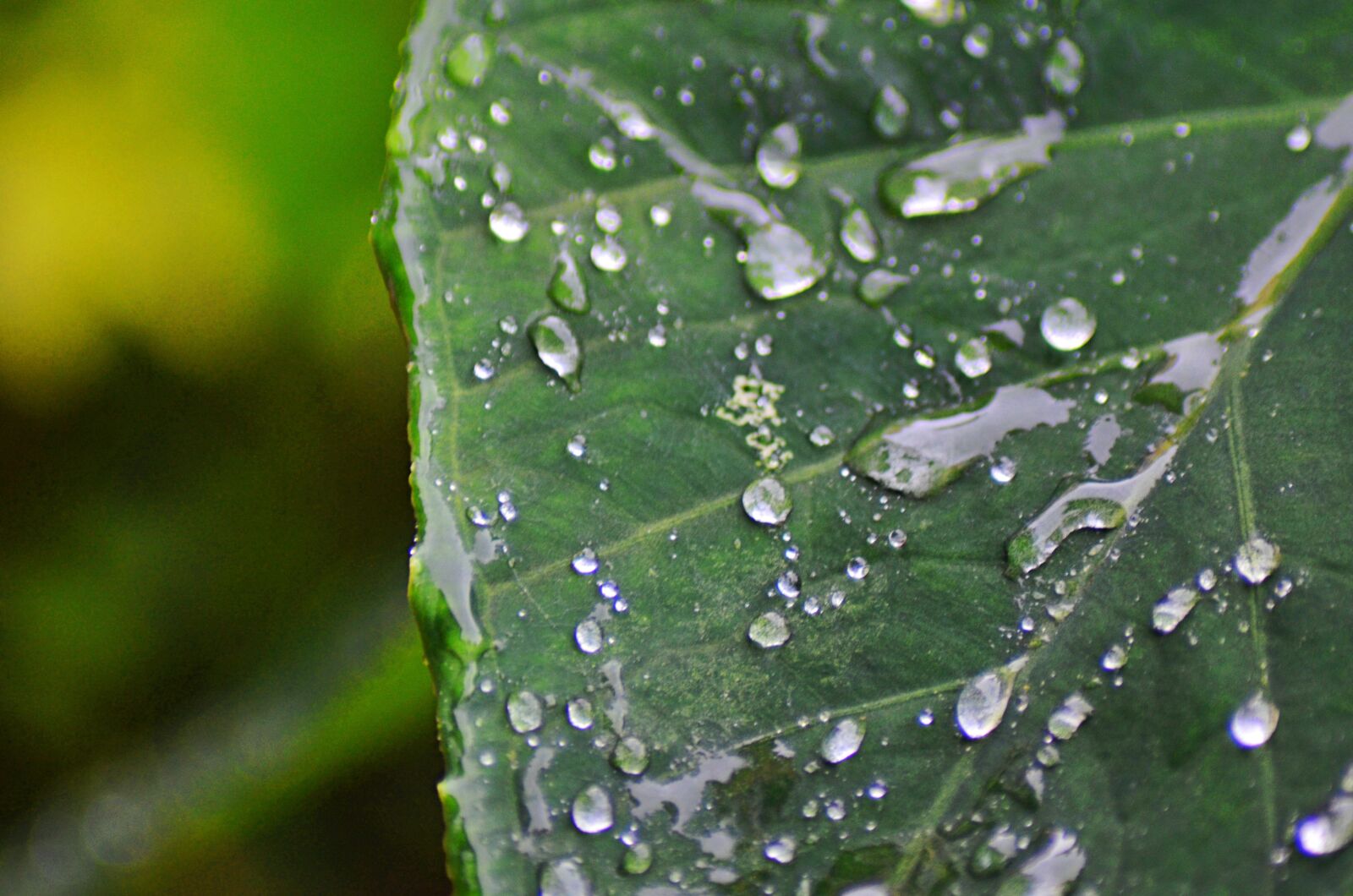 Nikon D5100 sample photo. Leaf, water, wet photography