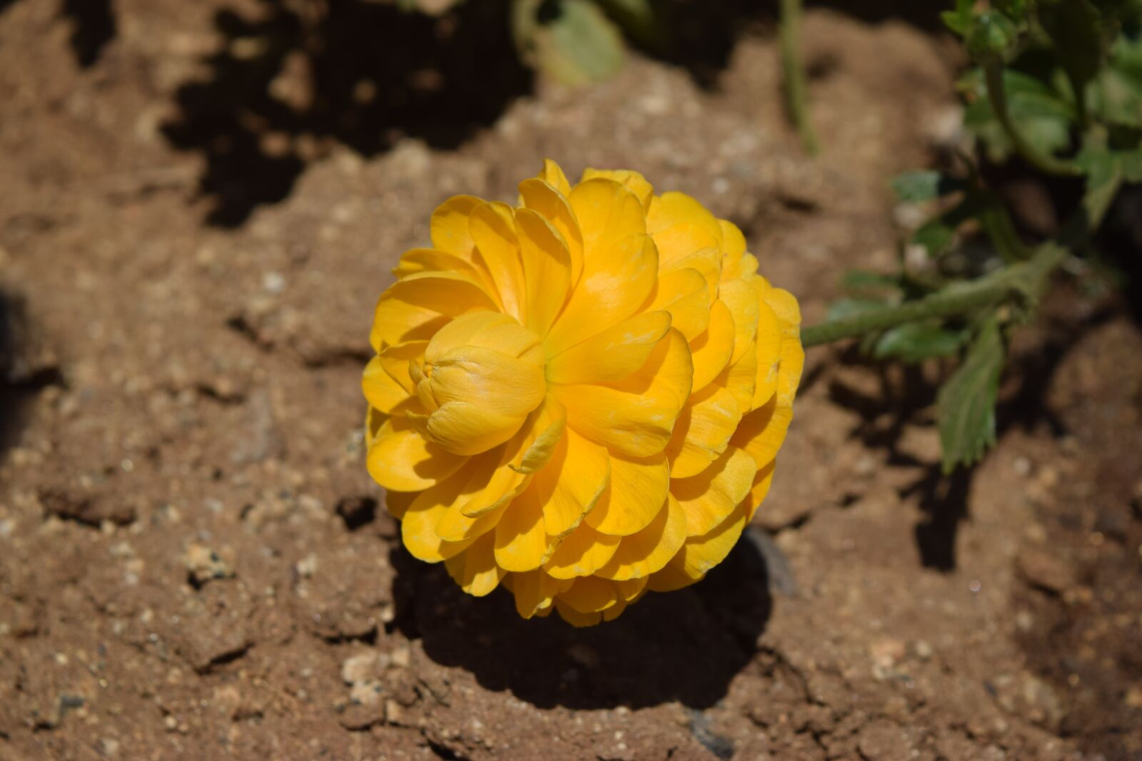Nikon D3300 sample photo. Ranunculus, yellow, flower photography