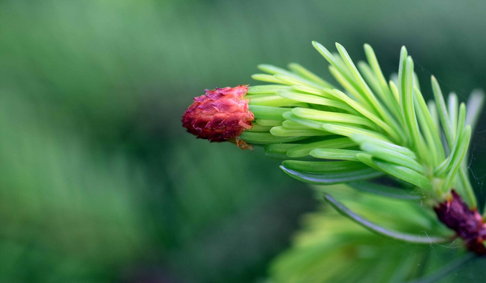 Nikon D3300 sample photo. Nature, flora, leaf, plant photography