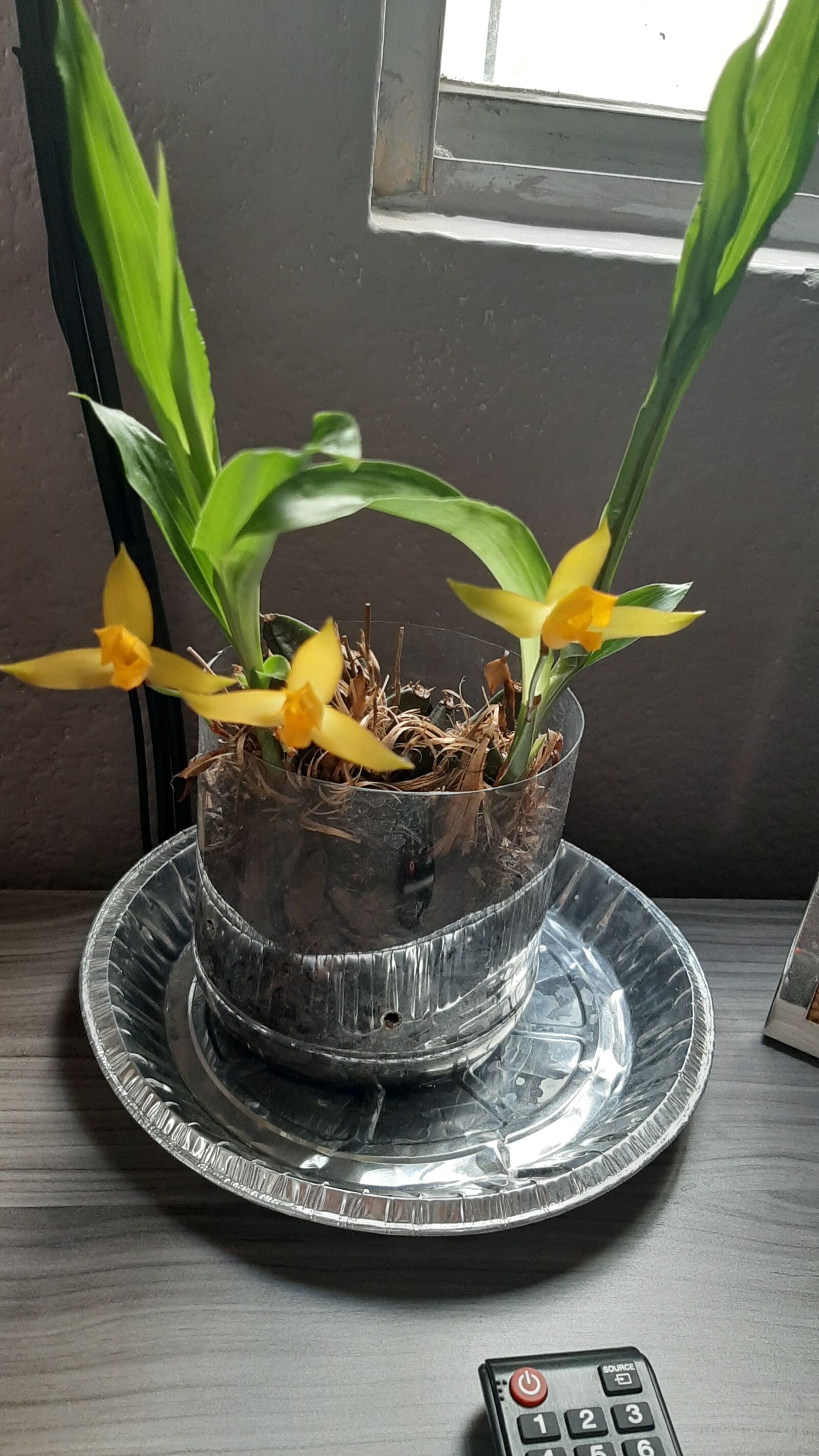 Samsung Galaxy A50 sample photo. Planta, epidendrum, flower photography