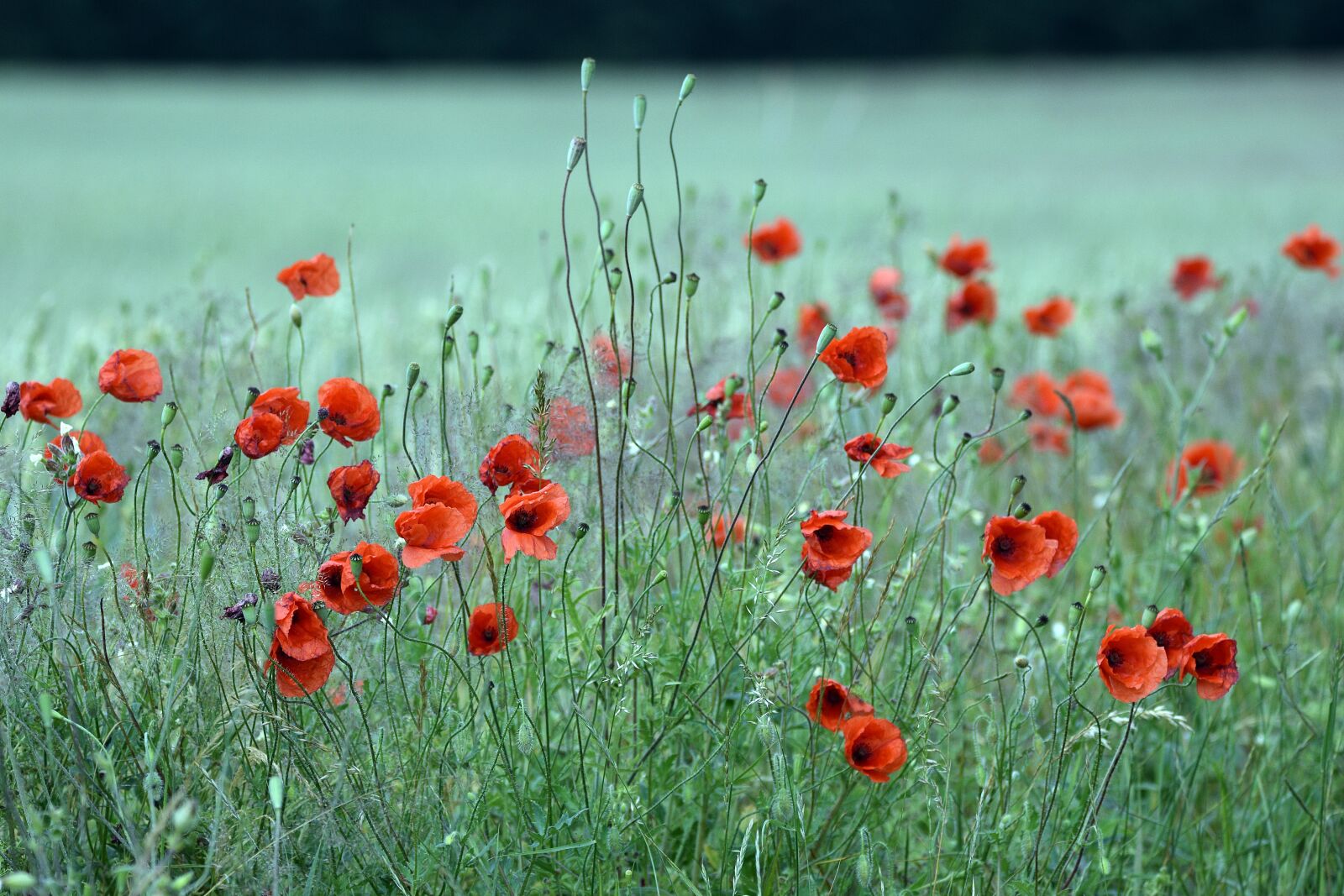 Nikon D3400 sample photo. Poppy, poppies, summer photography