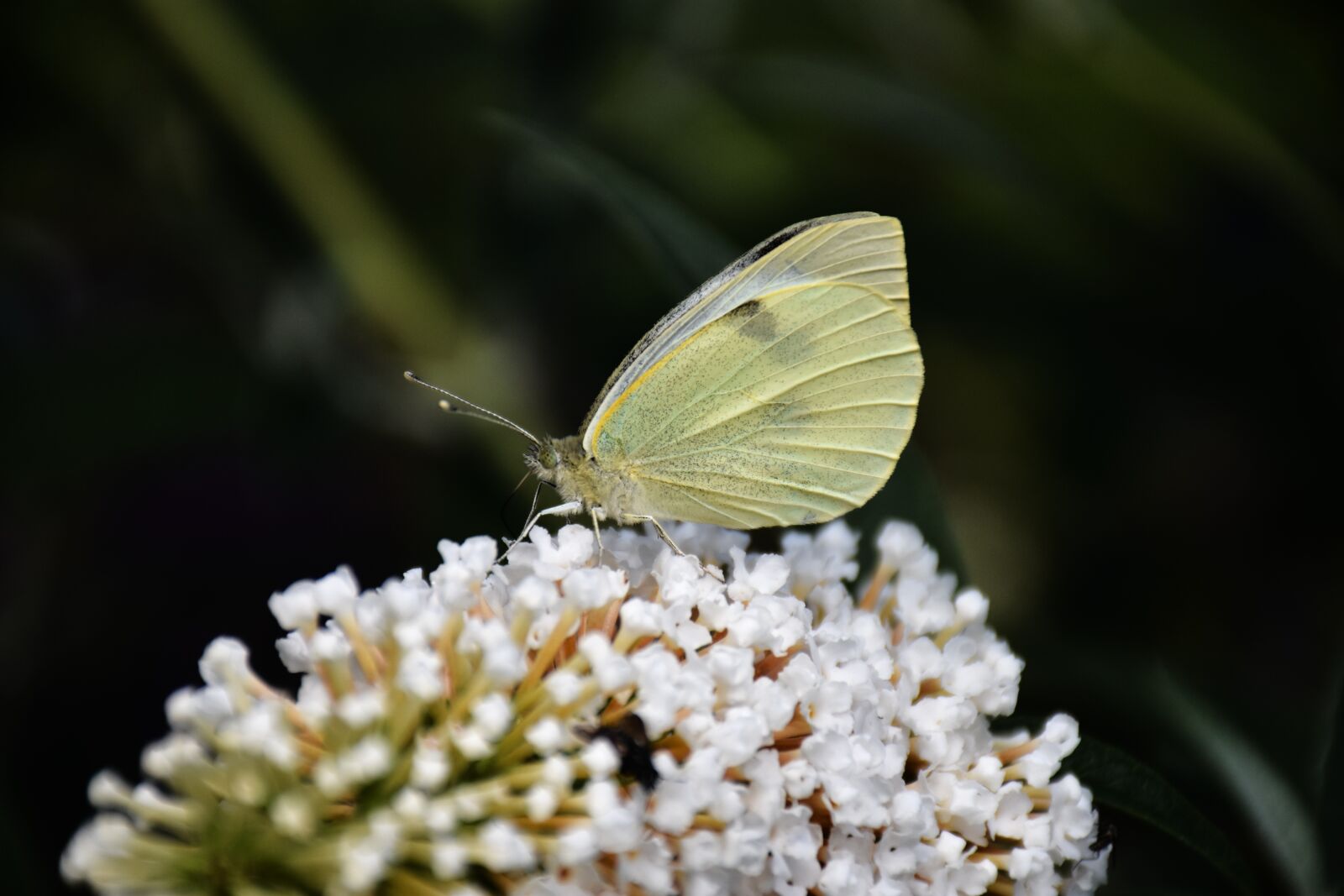 Nikon D7200 sample photo. Pieris brassicae, large white photography