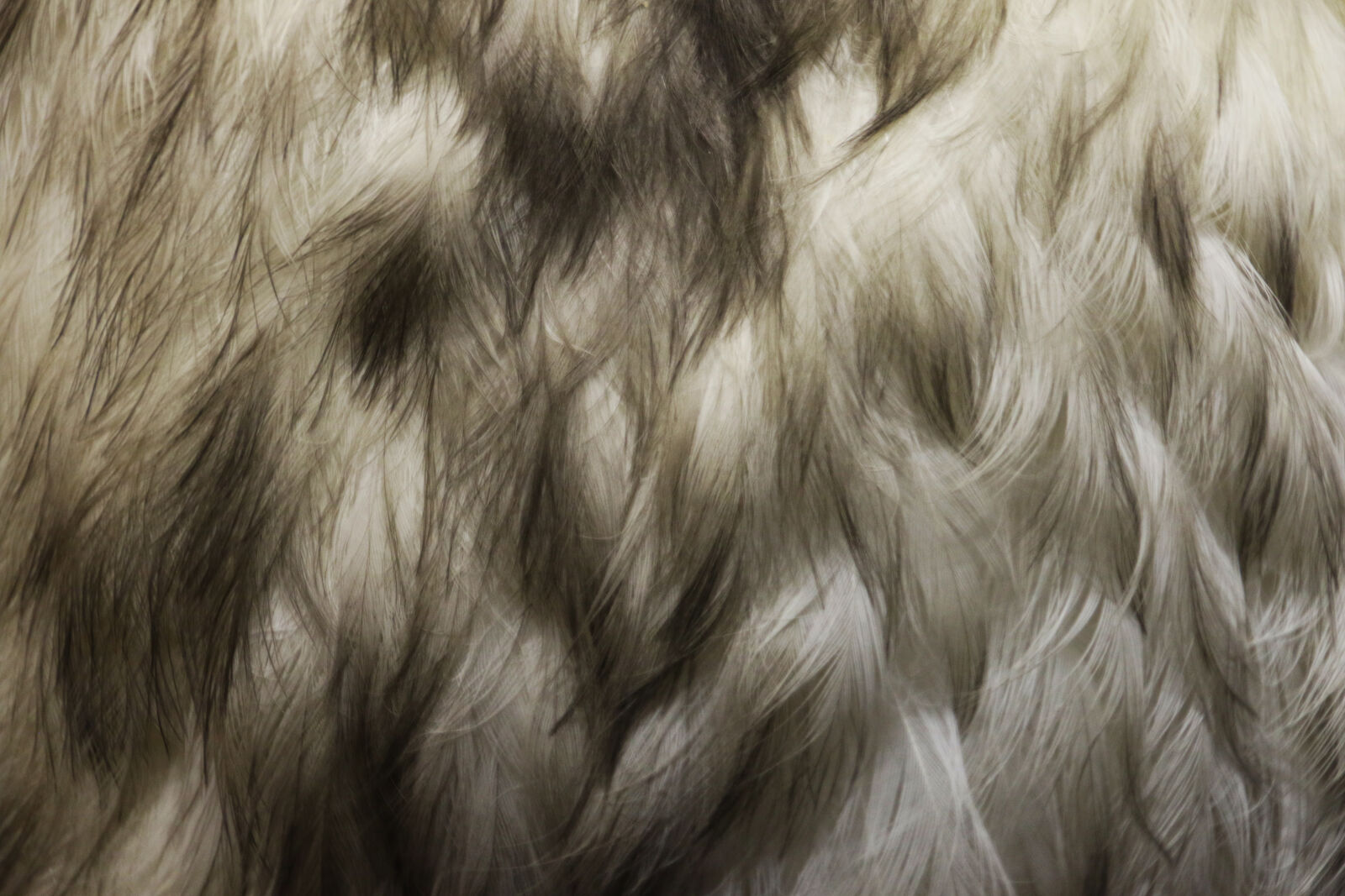 Canon EOS 7D Mark II sample photo. Animal, background, bird, feathers photography