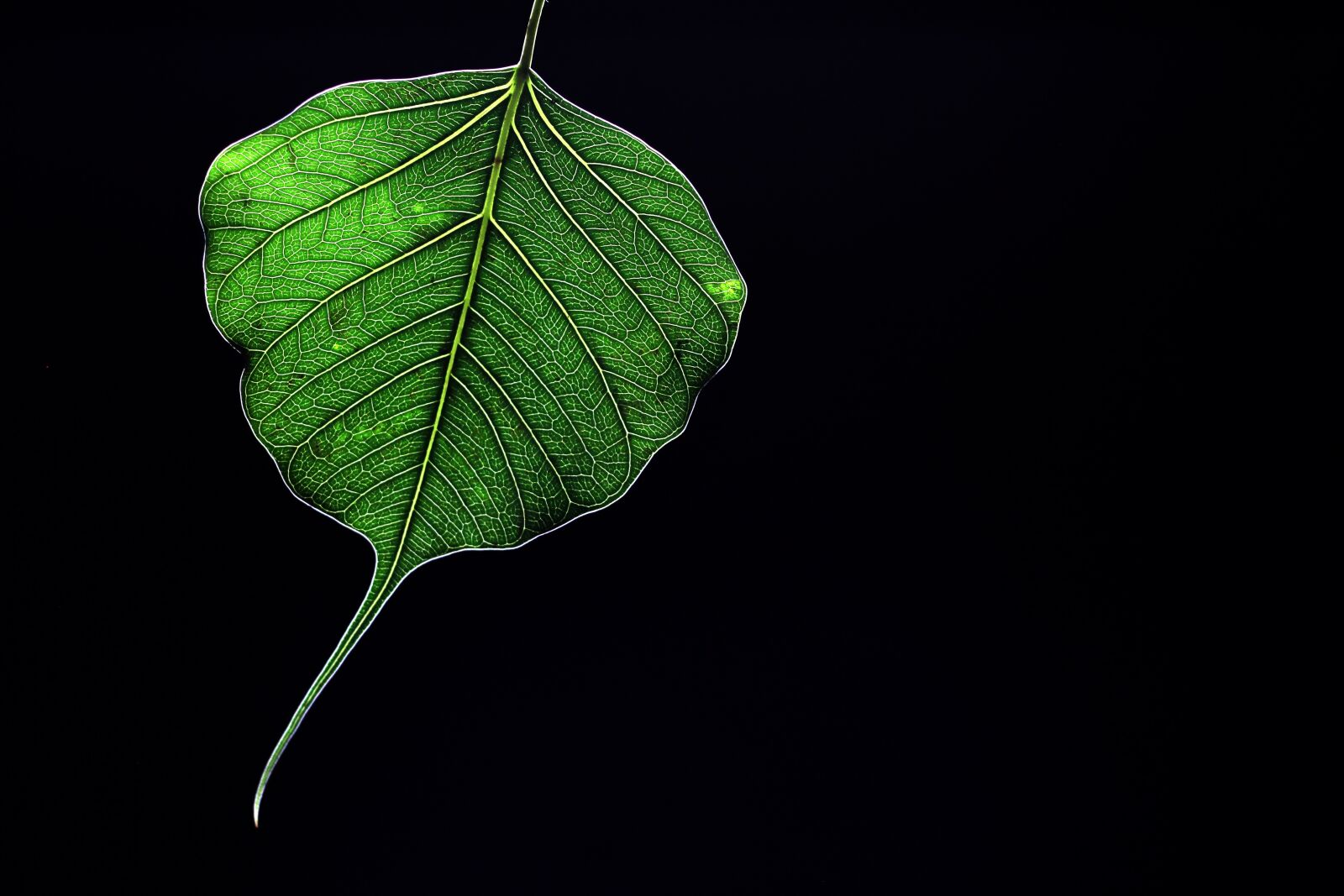 Canon EOS 550D (EOS Rebel T2i / EOS Kiss X4) sample photo. Peepal, leaf, green photography