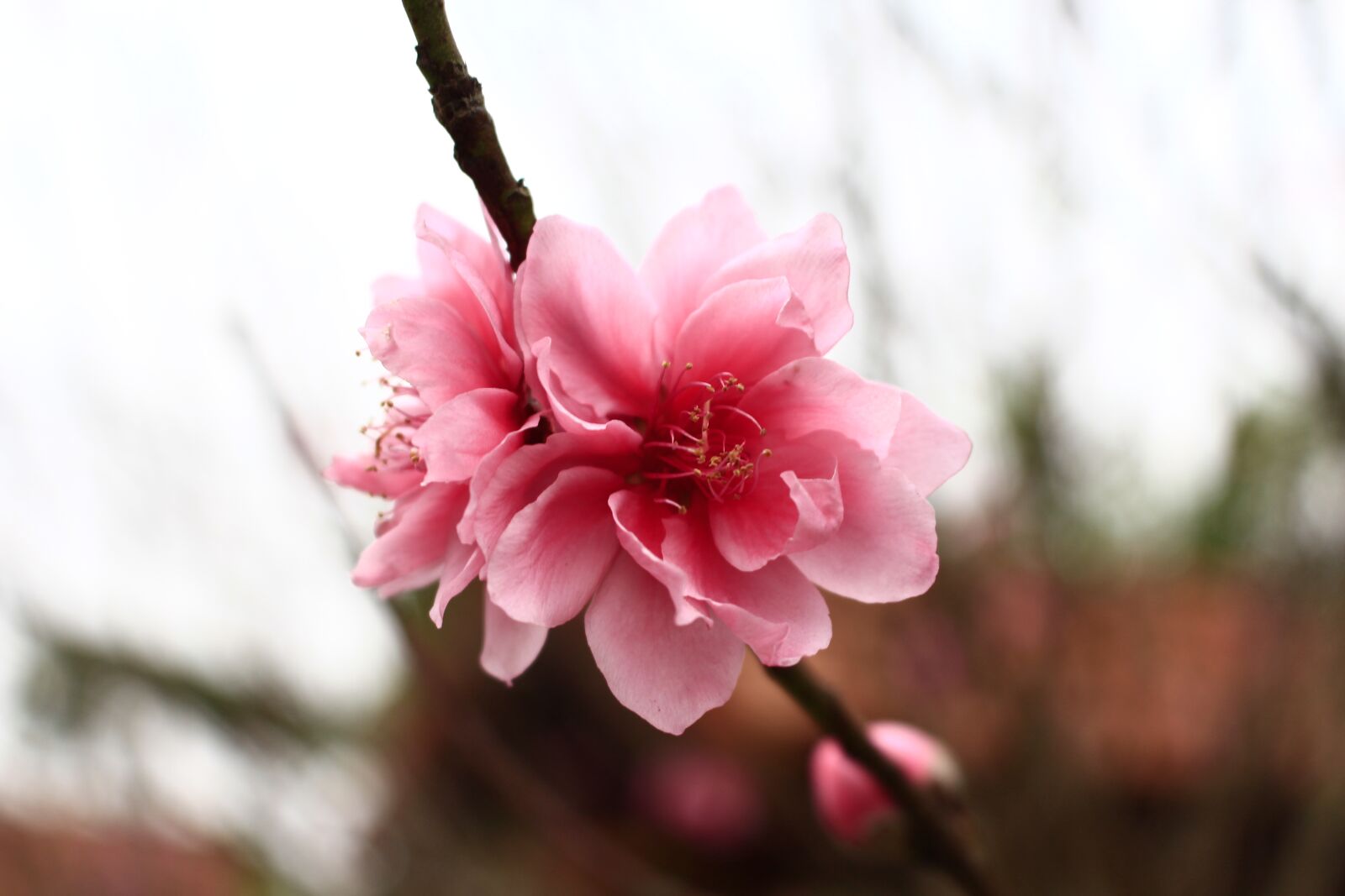 Canon EOS 700D (EOS Rebel T5i / EOS Kiss X7i) sample photo. Flower, nature, flora photography