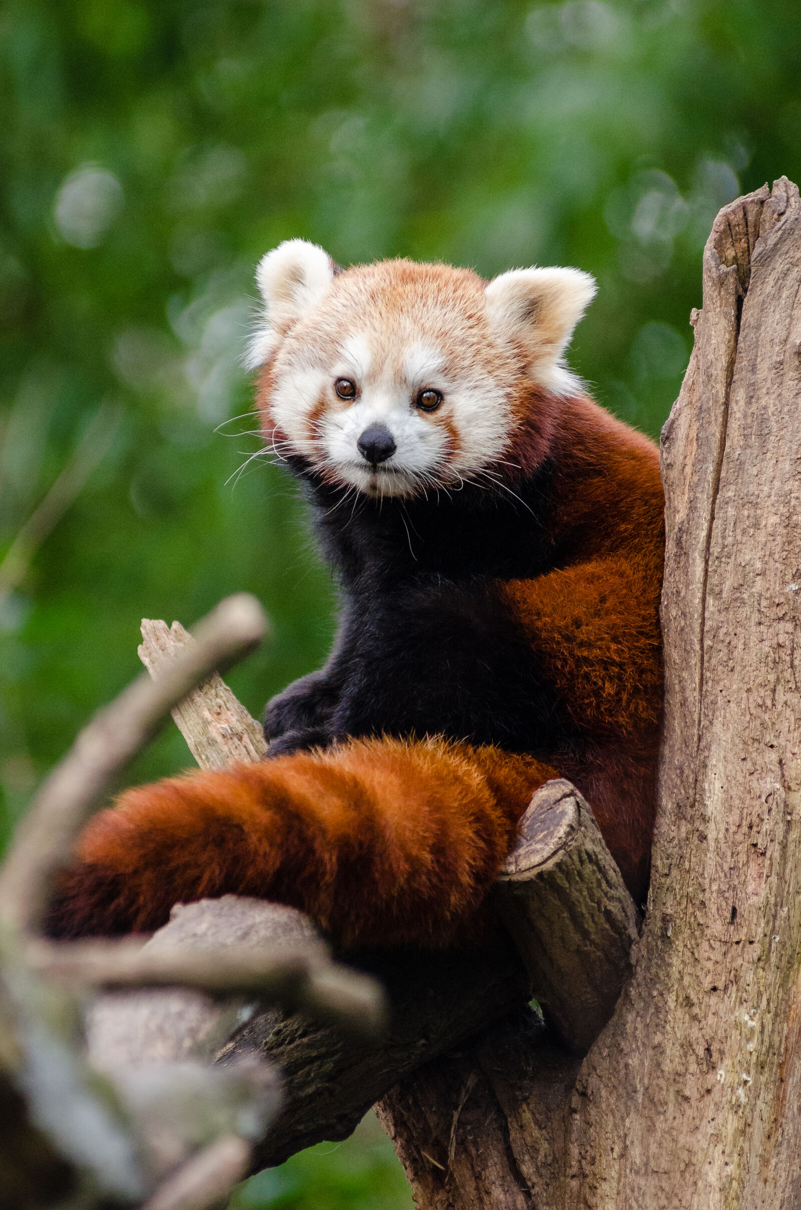 AF Zoom-Nikkor 80-200mm f/2.8 ED sample photo