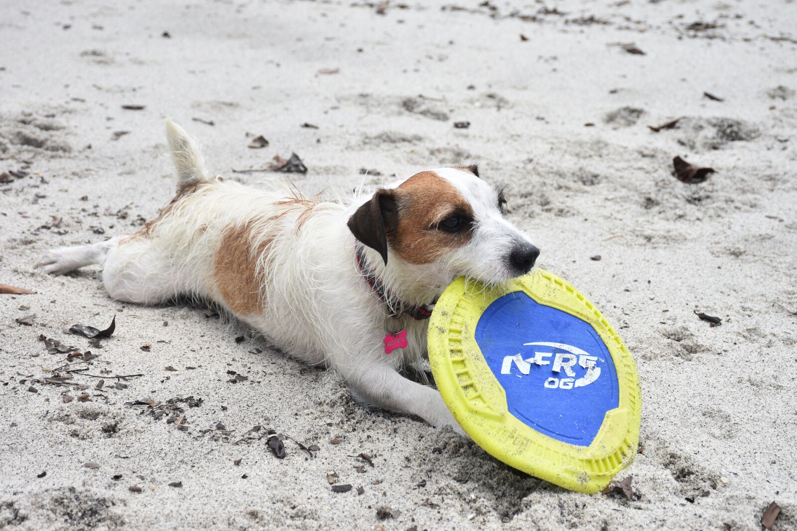Nikon D7200 sample photo. Dog, pet, pets photography