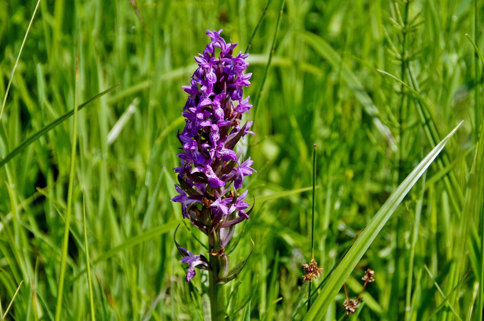 Sony SLT-A58 sample photo. Orchid, meadow, orchidea photography