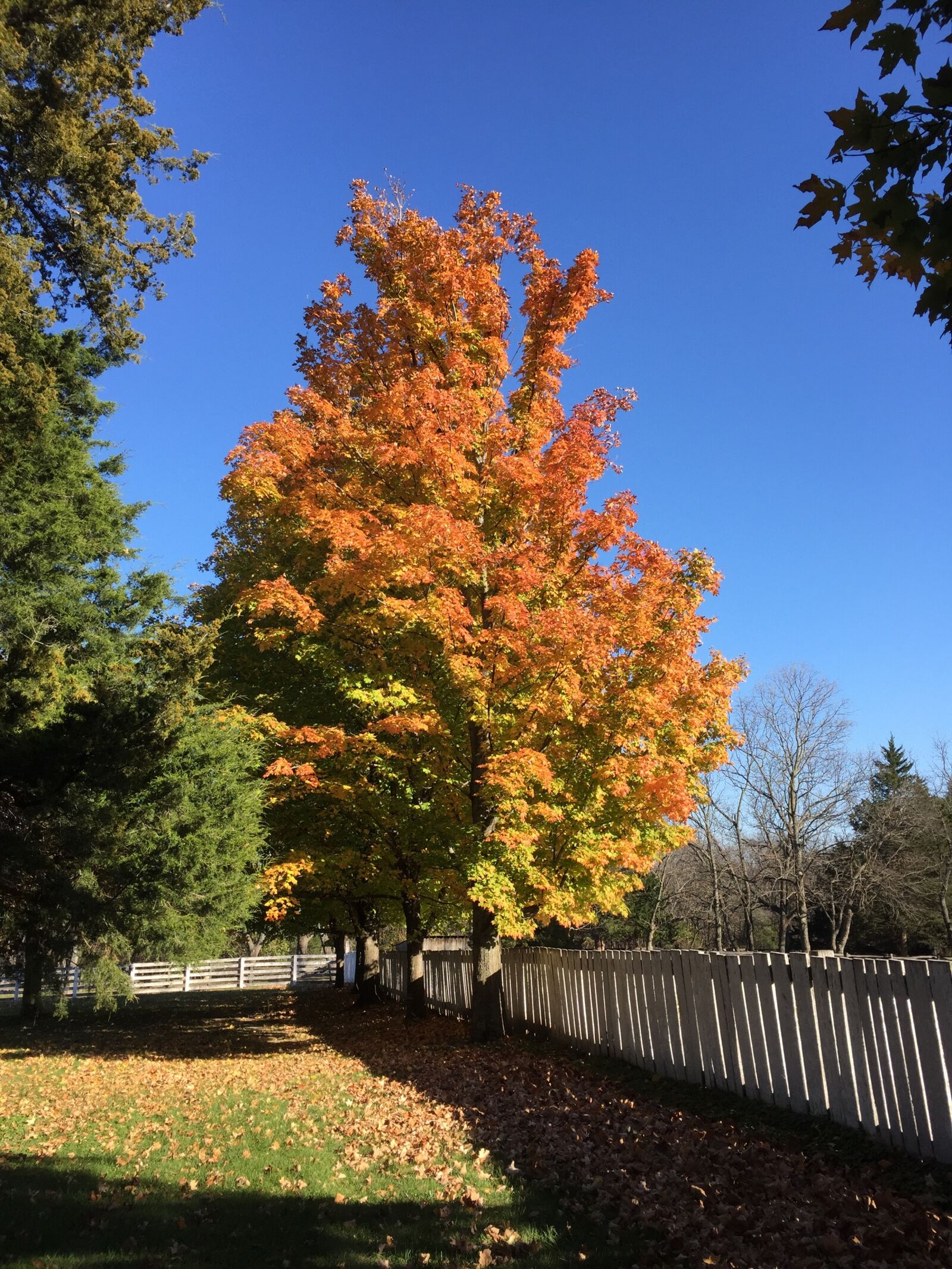 Apple iPhone 6 sample photo. Autumn, blue, fall, maple photography