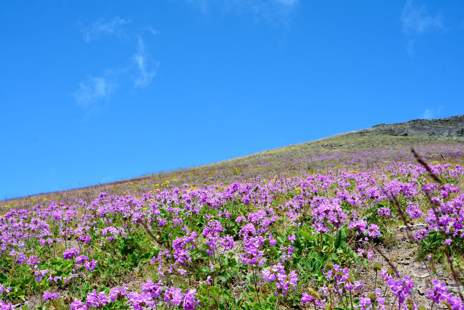 Nikon D7100 sample photo. Nature, landscape, kaçkars photography