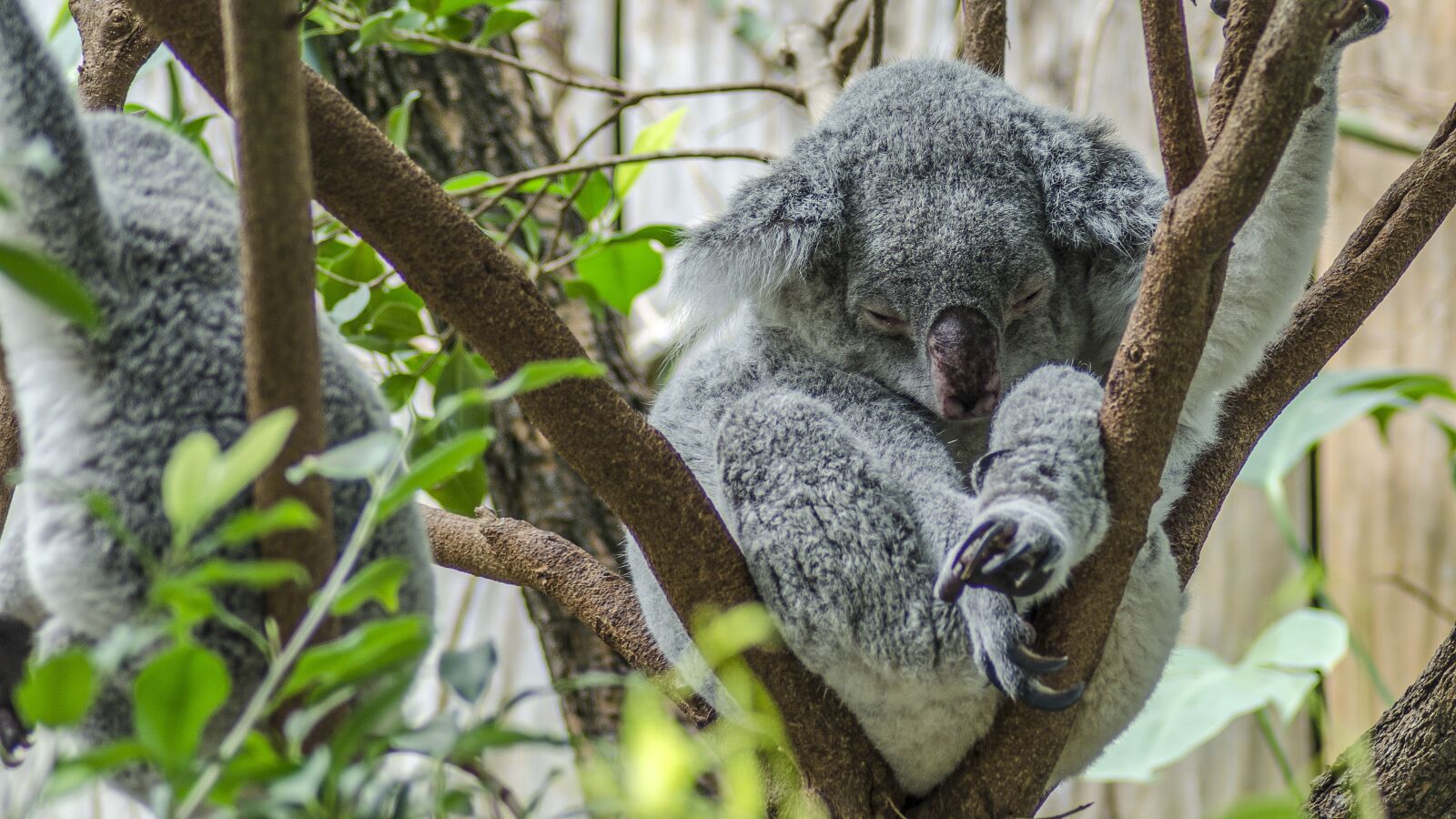 Nikon D5100 sample photo. Koala, zoo, cute photography