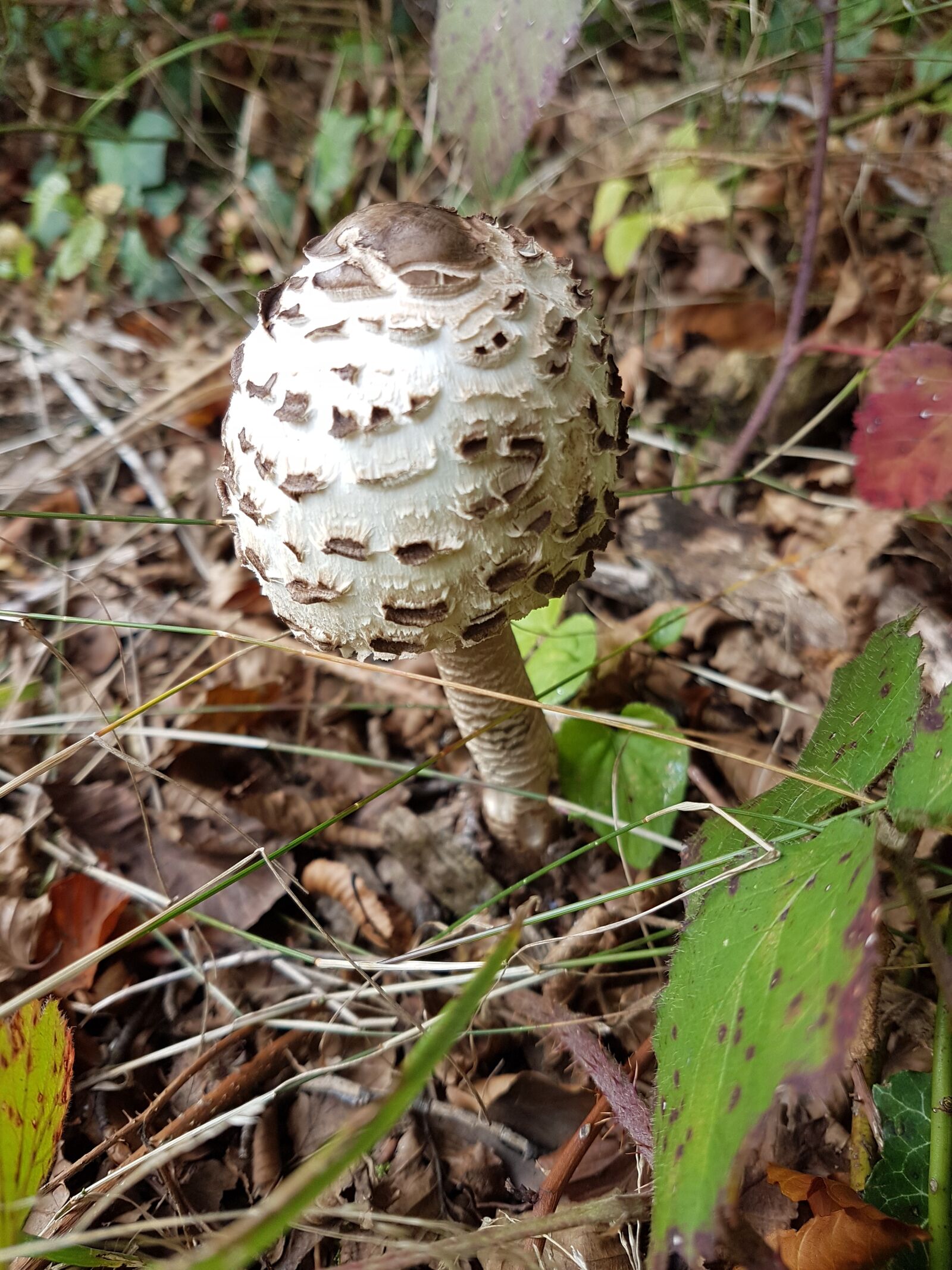 Samsung Galaxy S7 sample photo. Mushroom, autumn, forest photography