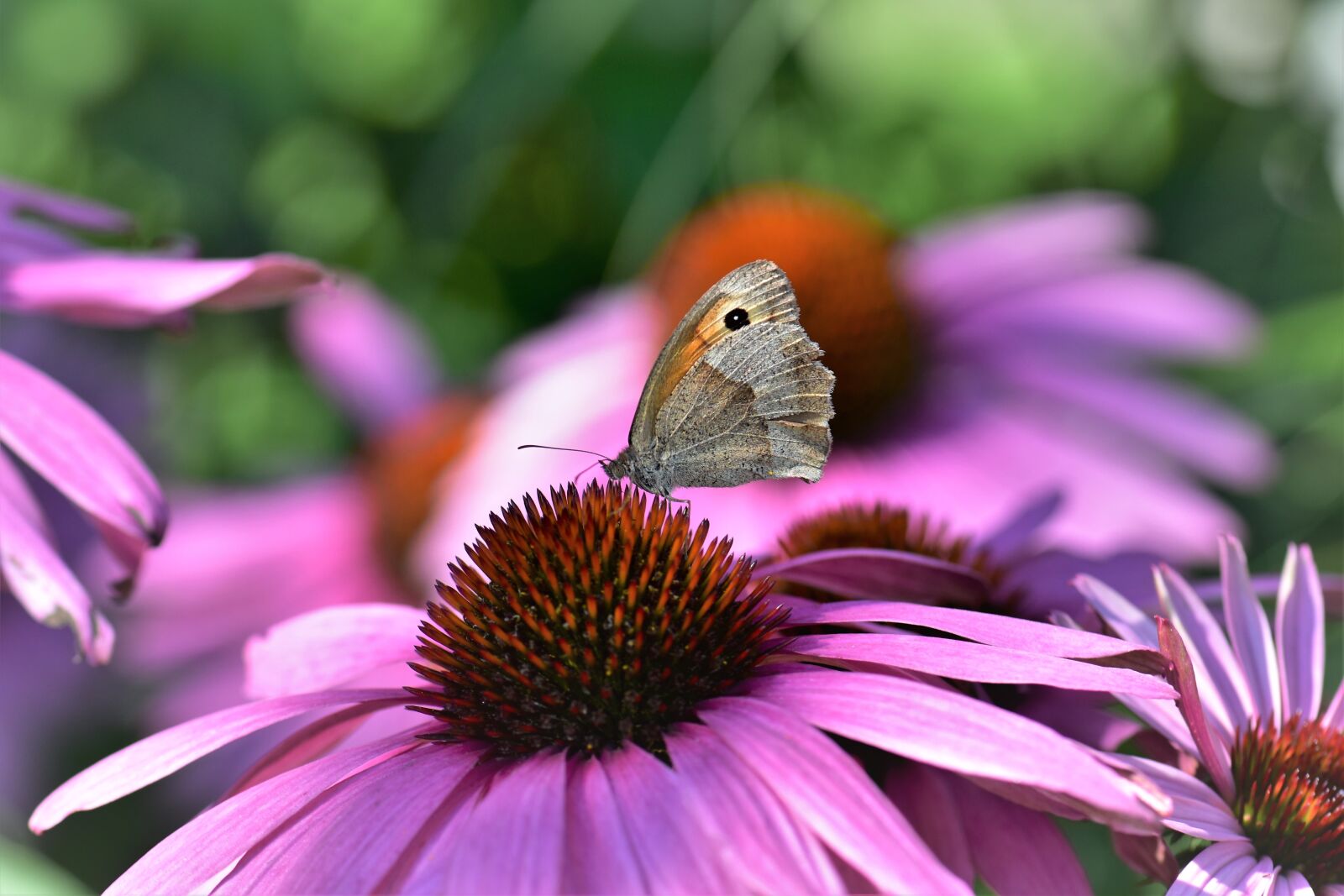 Nikon D5500 sample photo. Echinacea, butterfly, blossom photography