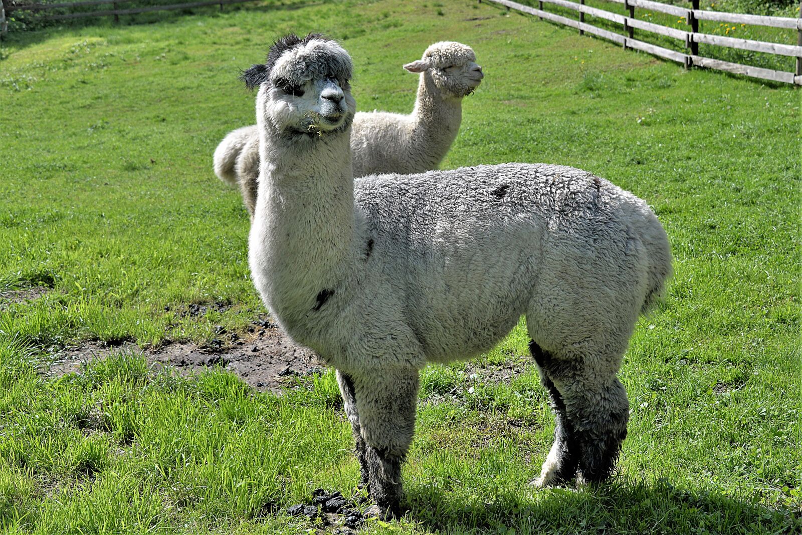 Nikon D610 sample photo. Alpacas, hell, animals photography