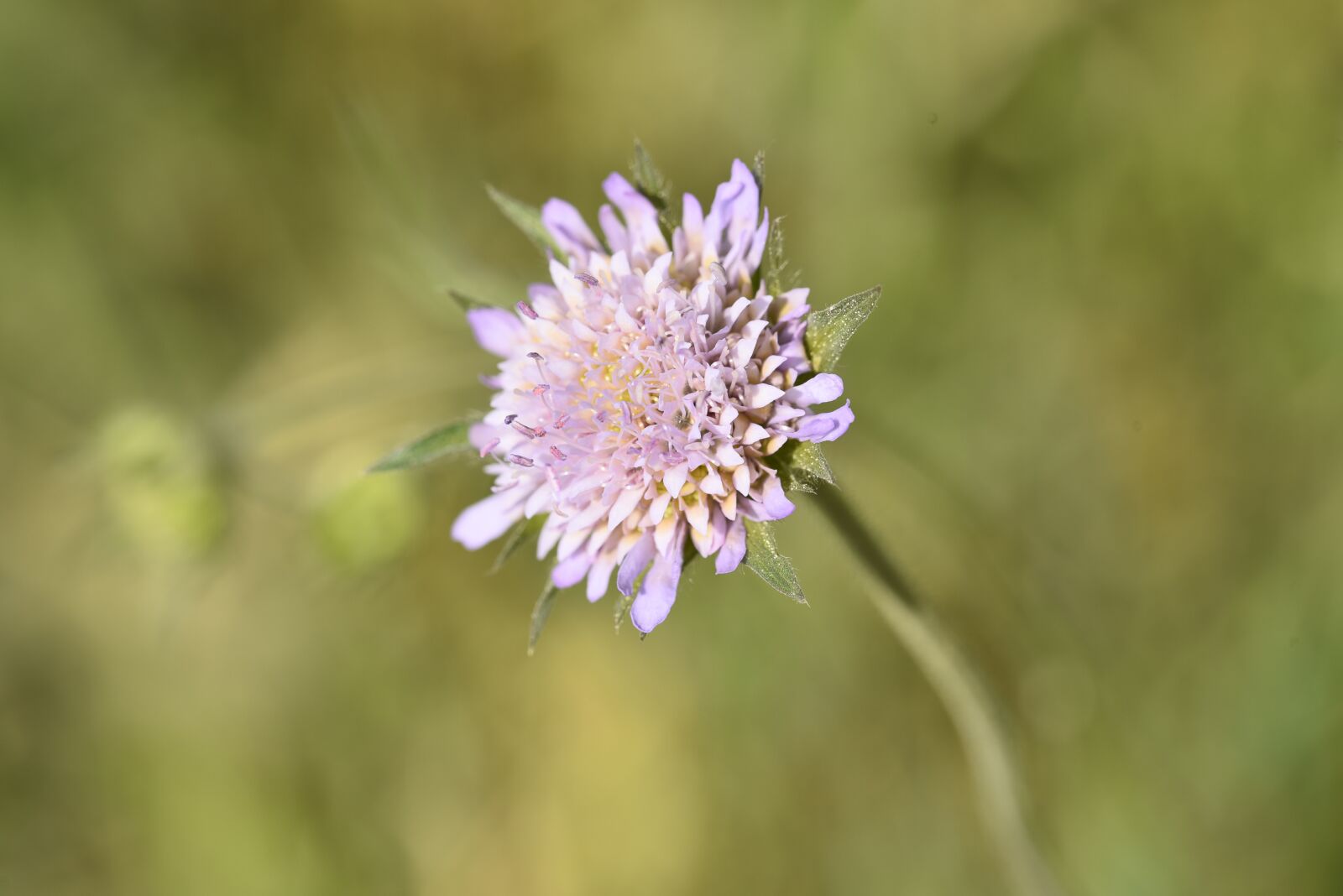Nikon D750 sample photo. Flower, violet, purple photography