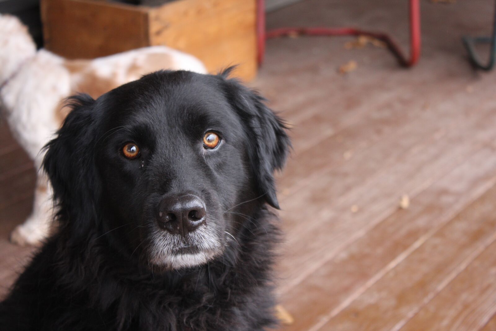 Canon EOS 40D sample photo. Black dog, dog, black photography