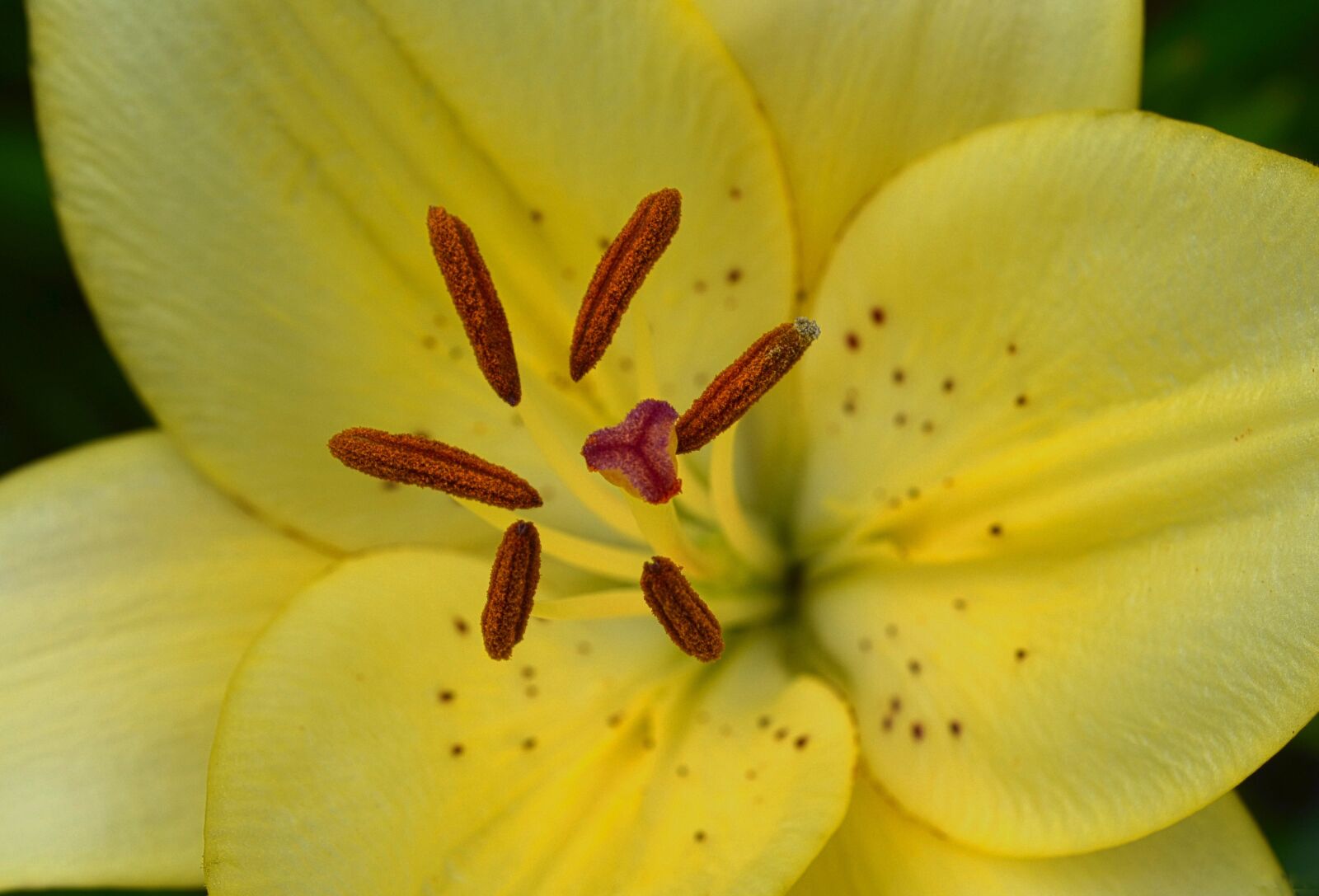 Nikon D5100 sample photo. Yellow, blossom, flower photography