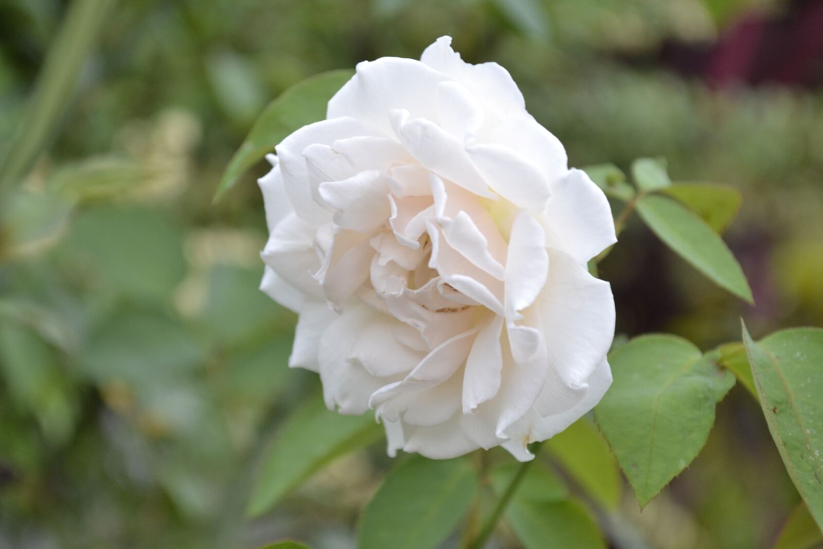 Nikon D3100 sample photo. Flowers, rosa, herbs photography