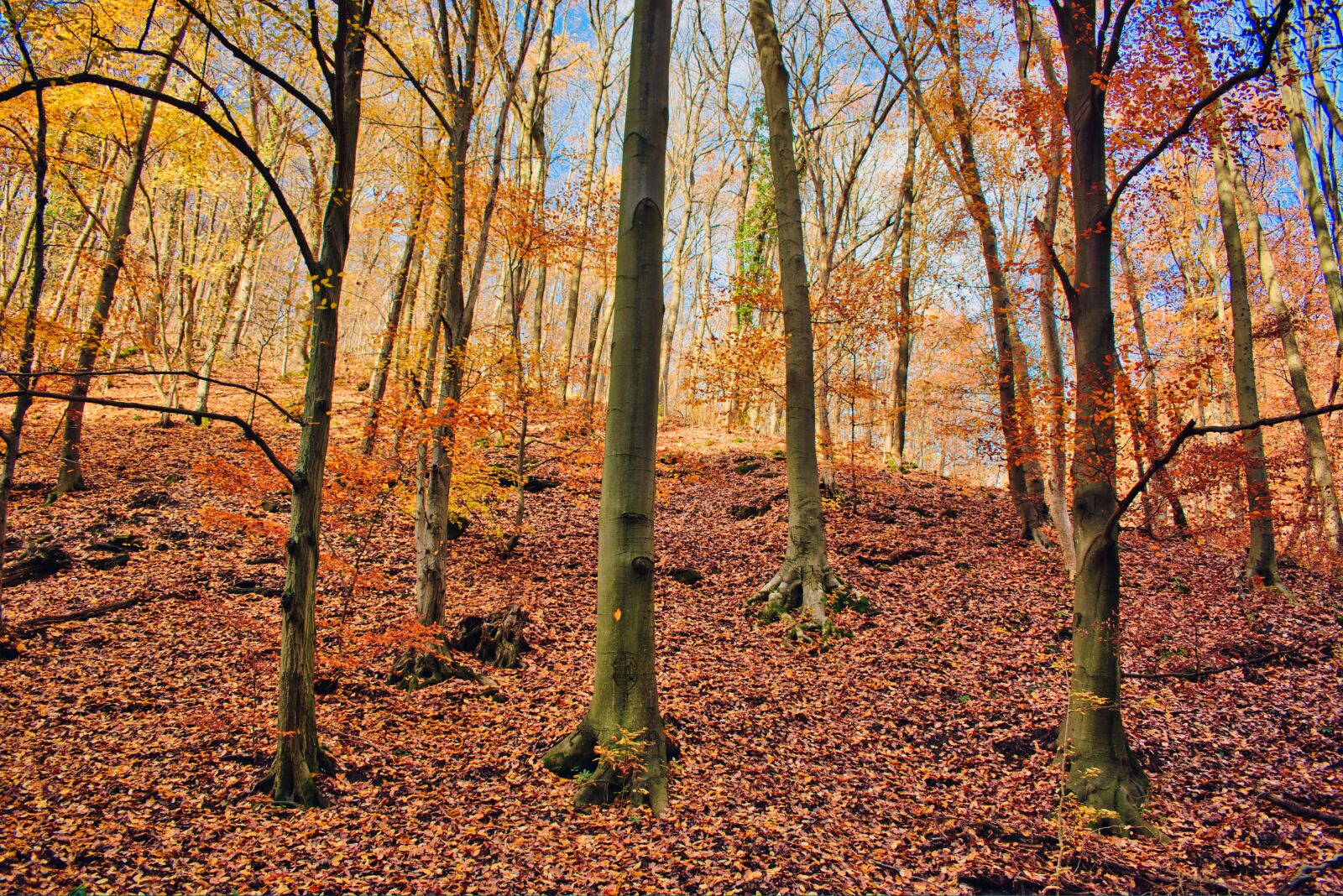 Nikon D5600 sample photo. Autumn, forest, nature photography