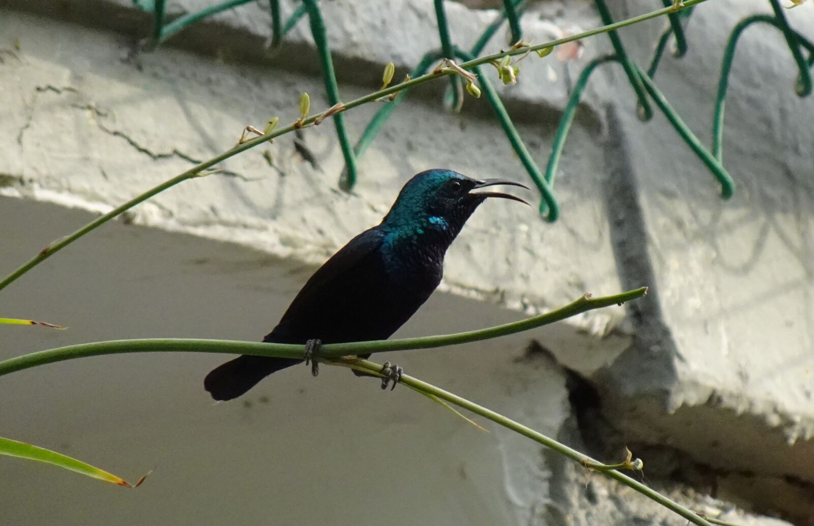 Sony DSC-WX800 sample photo. Bird, purple sunbird, cinnyris photography