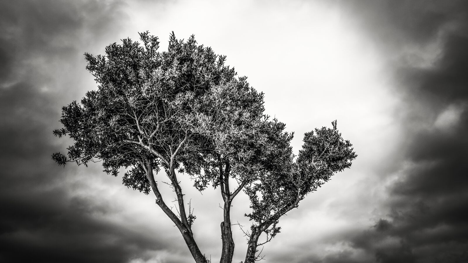 Nikon D3300 sample photo. Tree, branch, sky photography