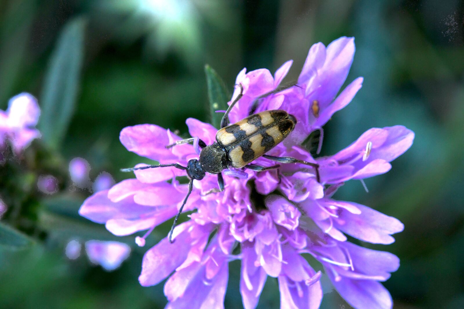 Nikon D7500 sample photo. Insect, beetle, flower photography
