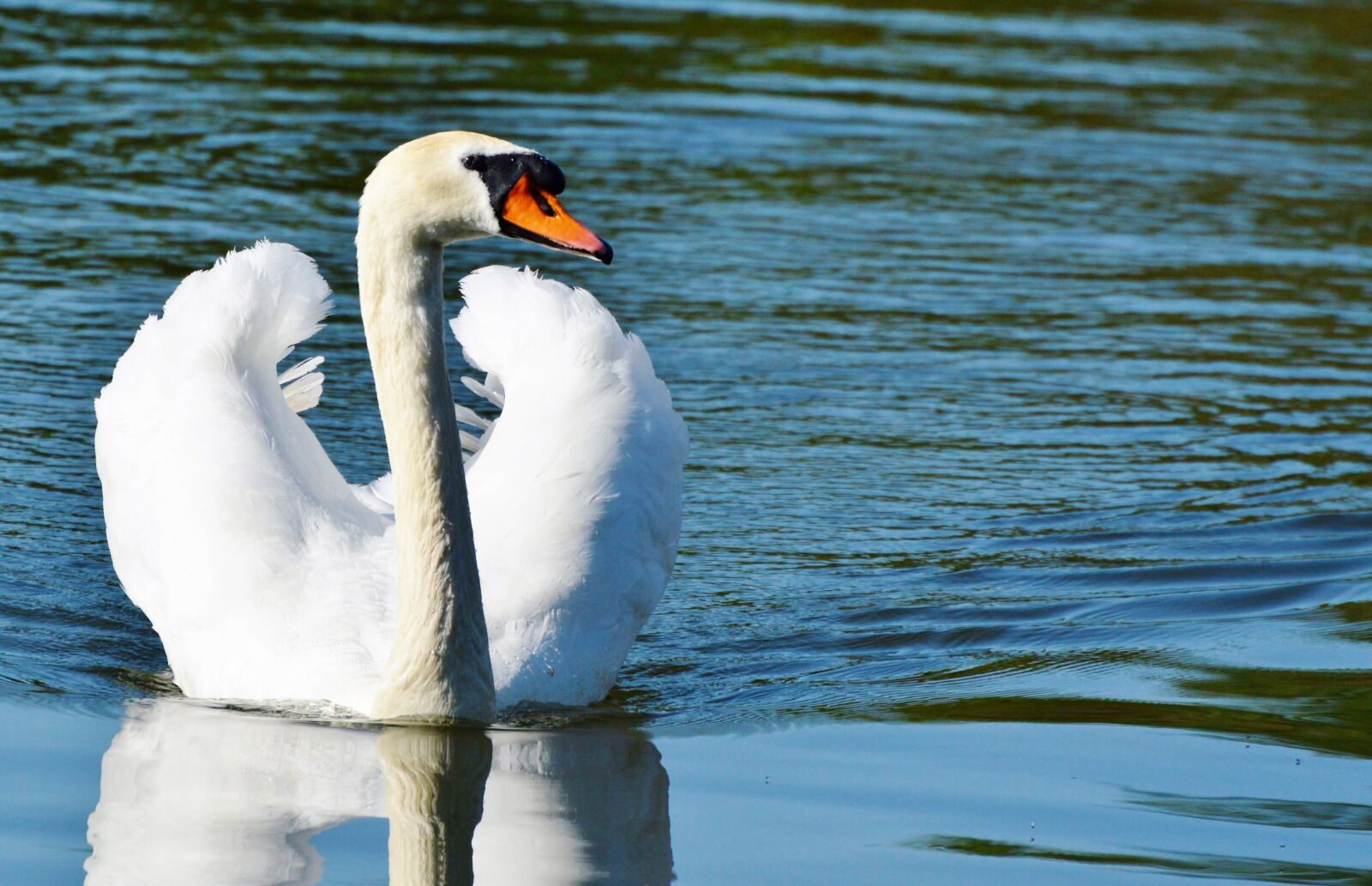 Nikon D3200 sample photo. Swan, bird, water bird photography