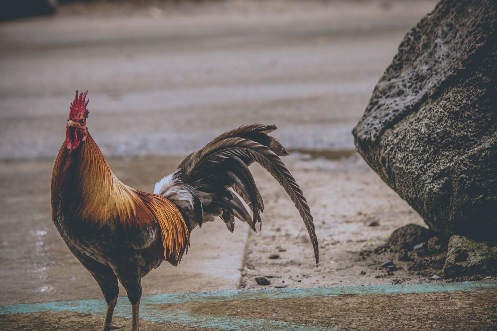 Nikon D5200 sample photo. Rooster, bird, poultry, animal photography