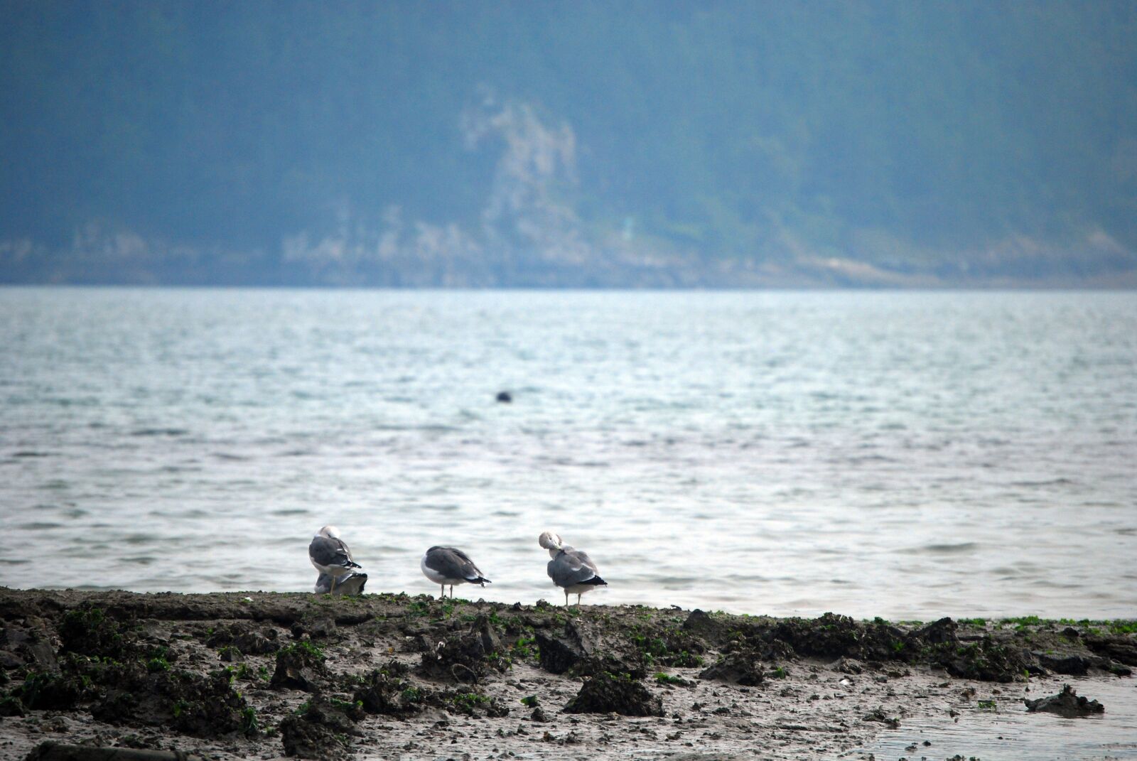 Nikon D60 sample photo. Sea, new, seagull photography