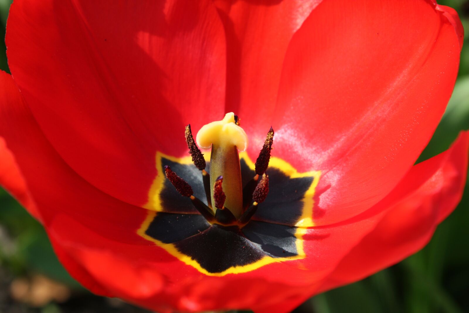 Canon EOS 450D (EOS Rebel XSi / EOS Kiss X2) sample photo. Tulpenbluete, red, stamp photography