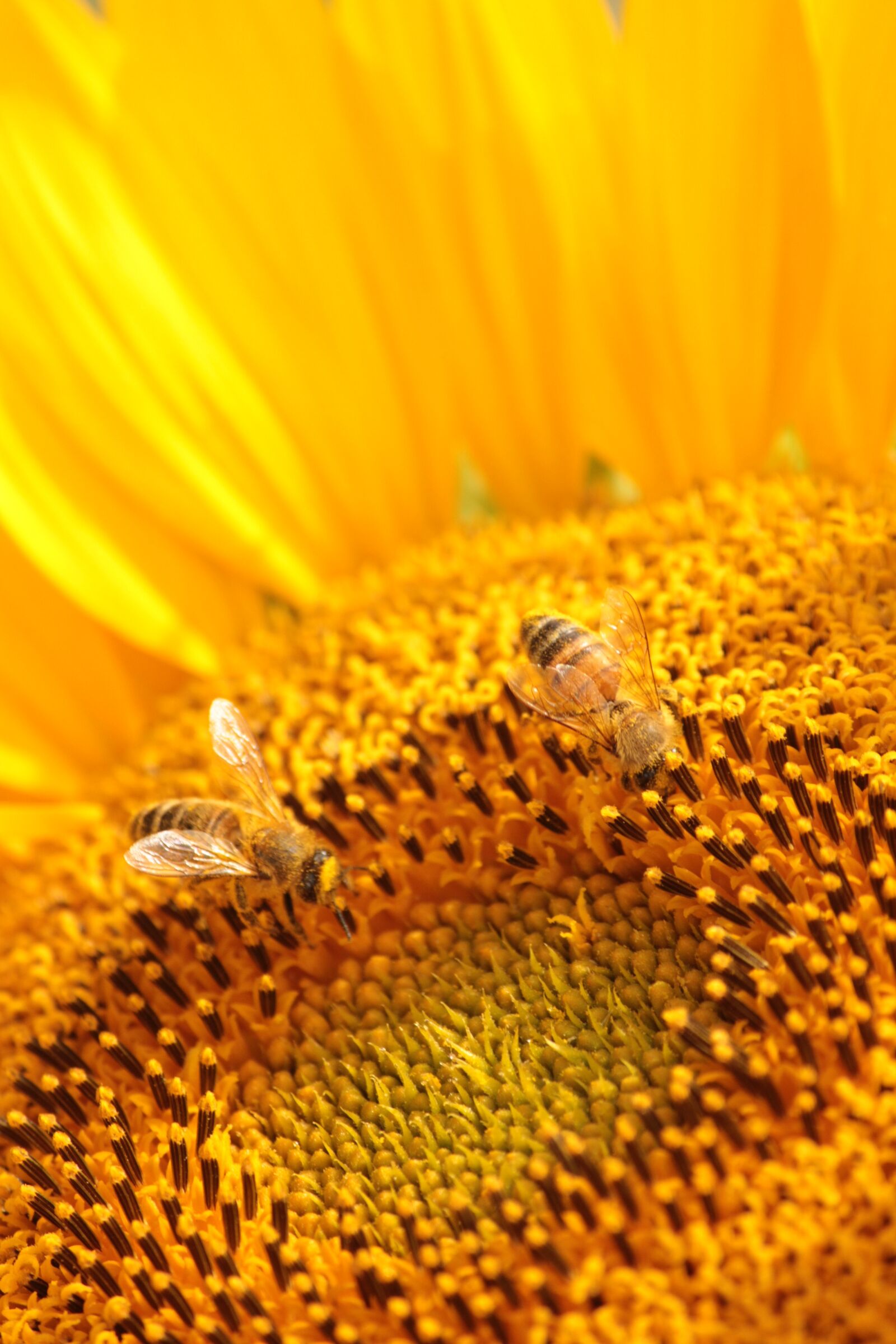 Canon EOS 550D (EOS Rebel T2i / EOS Kiss X4) sample photo. Sunflower, flower, nature photography