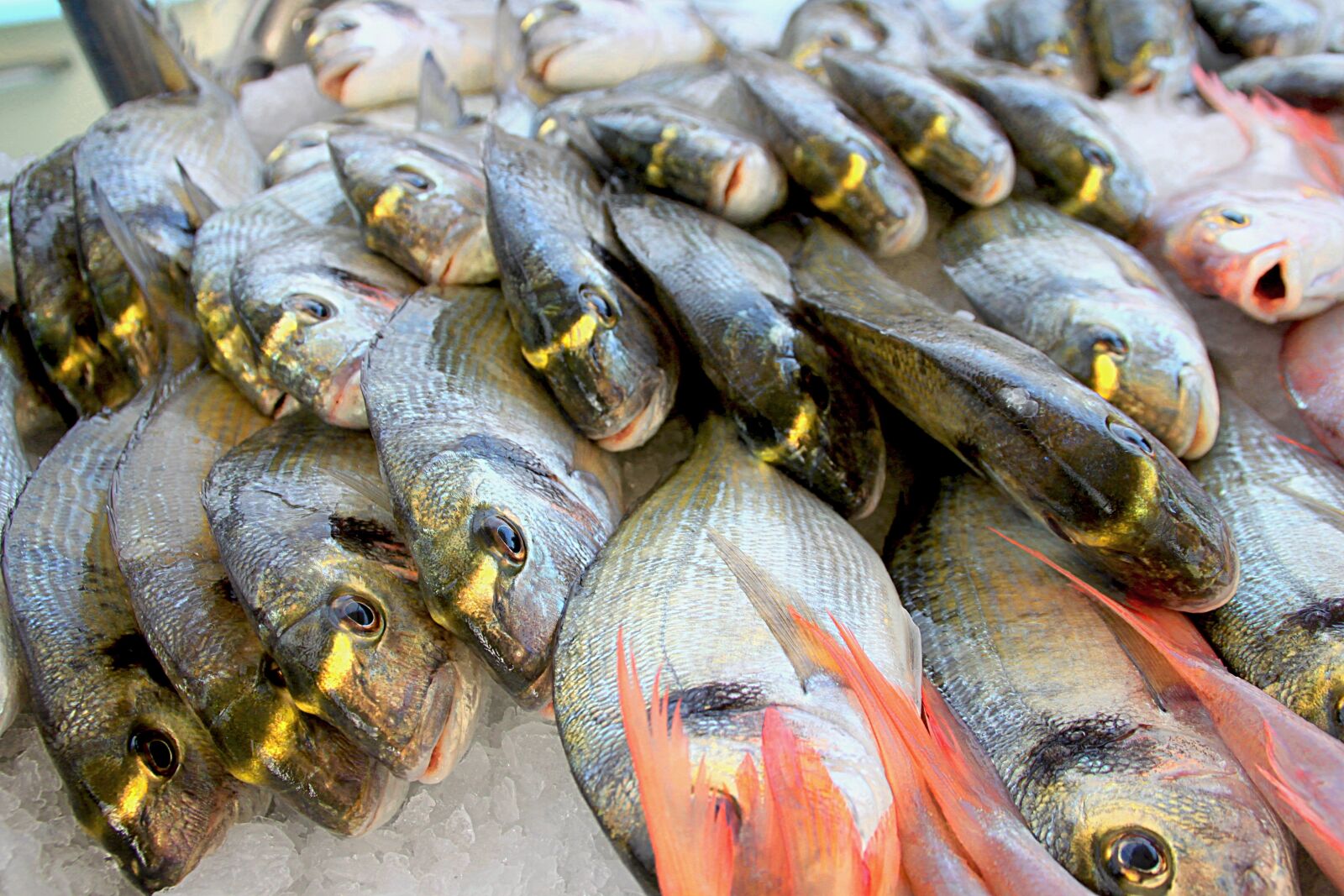 Canon EOS 500D (EOS Rebel T1i / EOS Kiss X3) sample photo. Fish, fishing, fisherman photography