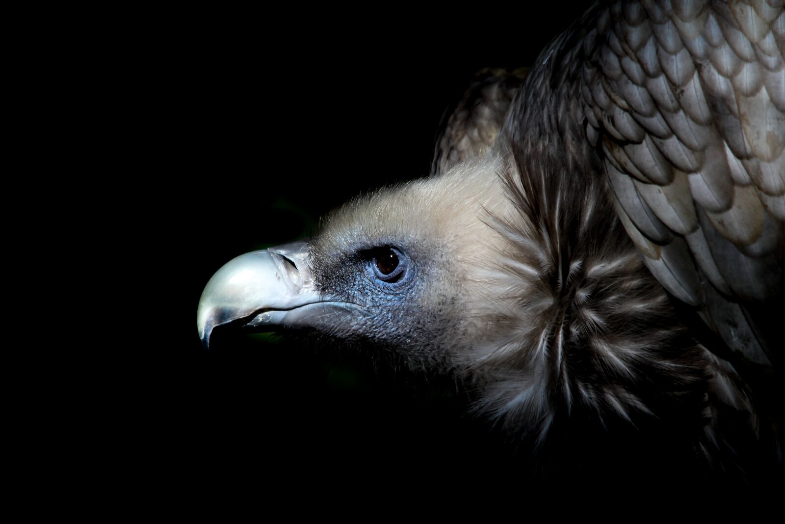 Canon EOS 550D (EOS Rebel T2i / EOS Kiss X4) sample photo. Vulture, bird, scavengers photography