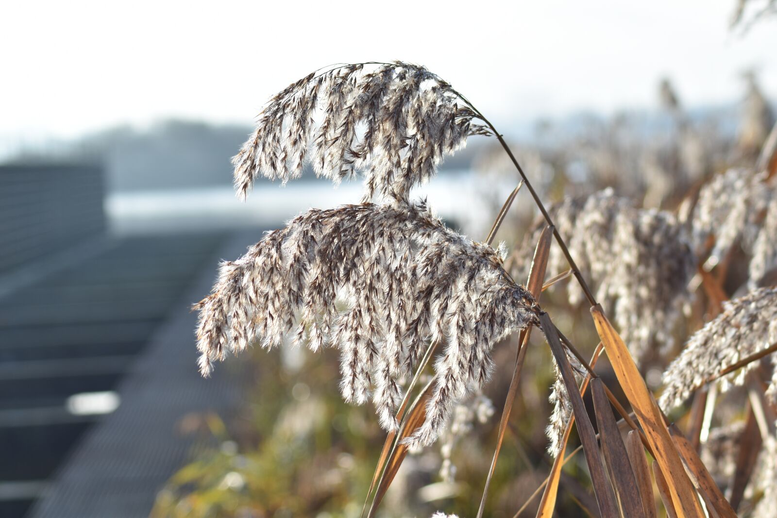 Nikon D3500 sample photo. Reed, water, landscape photography