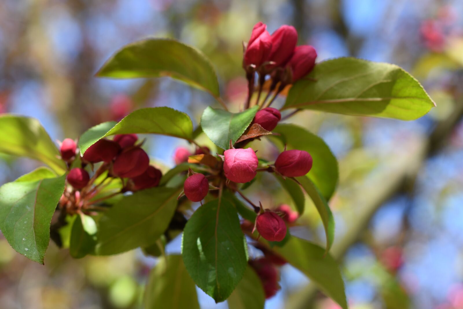 Nikon D7500 sample photo. Spring, flower, magenta photography